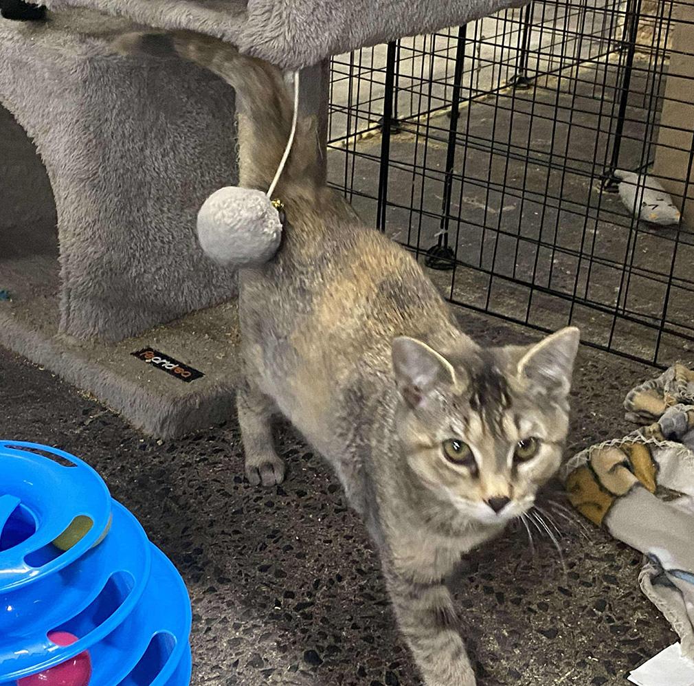 Enlarge Carrie, a Adoptable Domestic Short Hair in Fair Haven, VT image 6/6