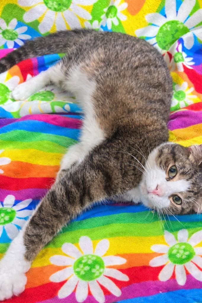 Bangarang, Adopted, Young Male Domestic Short Hair.