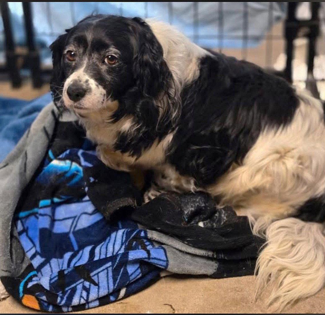 Lilly, Adoptable, Adult Female Mixed Breed.