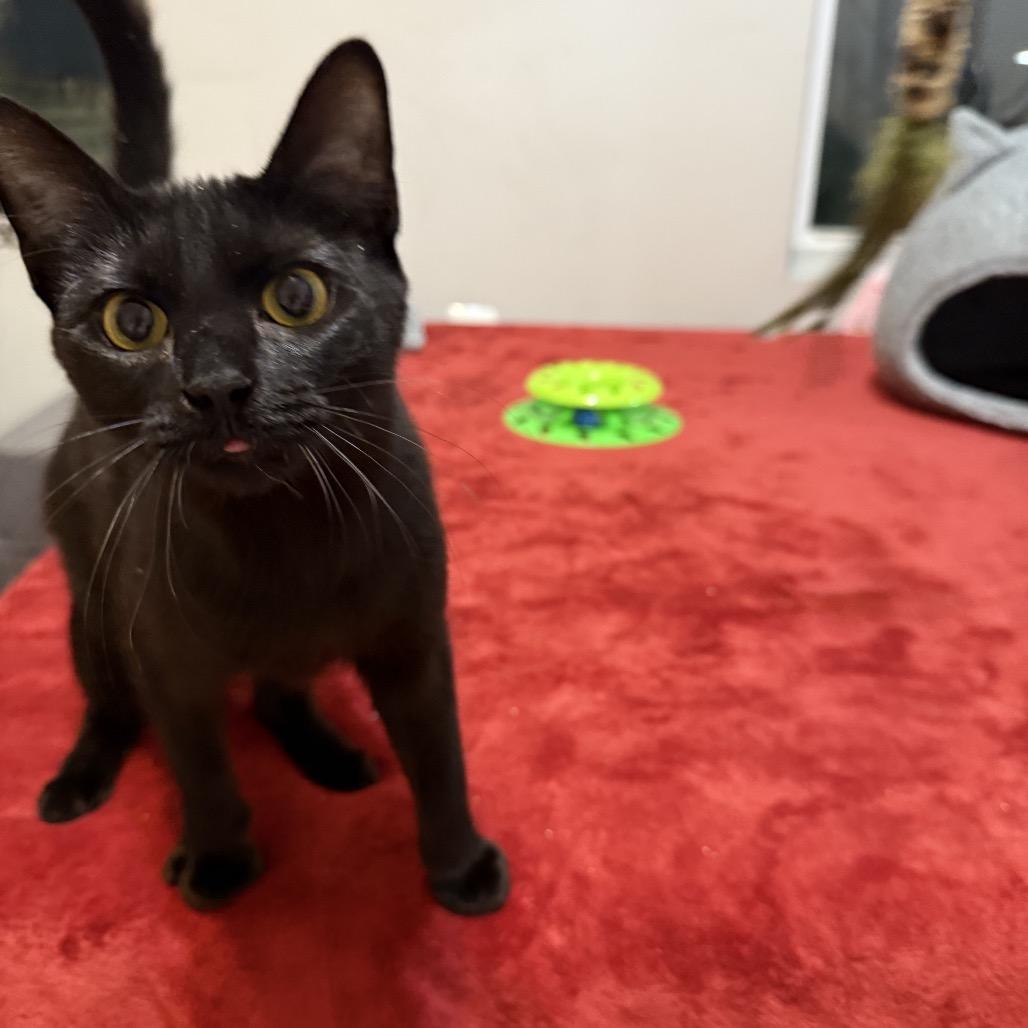 Enlarge Morticia (Bonded with Elvira), a Adoptable mixed breed in Reisterstown, MD image 2/6