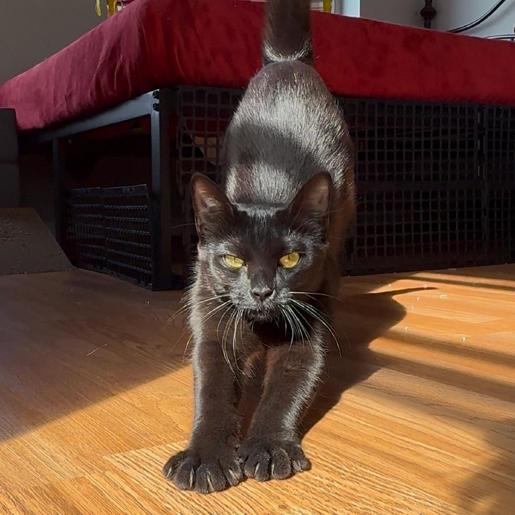 Enlarge Morticia (Bonded with Elvira), a Adoptable mixed breed in Reisterstown, MD image 3/6