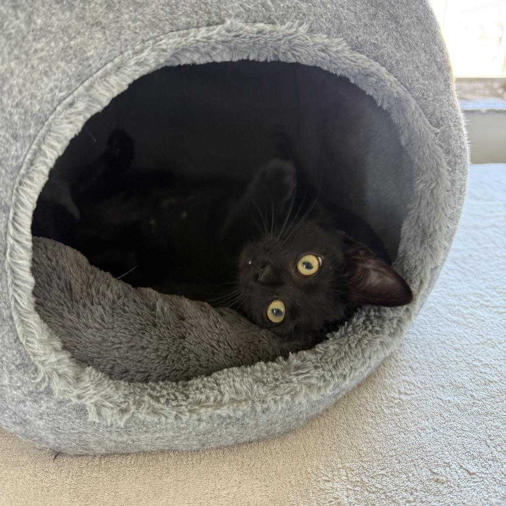 Enlarge Morticia (Bonded with Elvira), a Adoptable mixed breed in Reisterstown, MD image 4/6