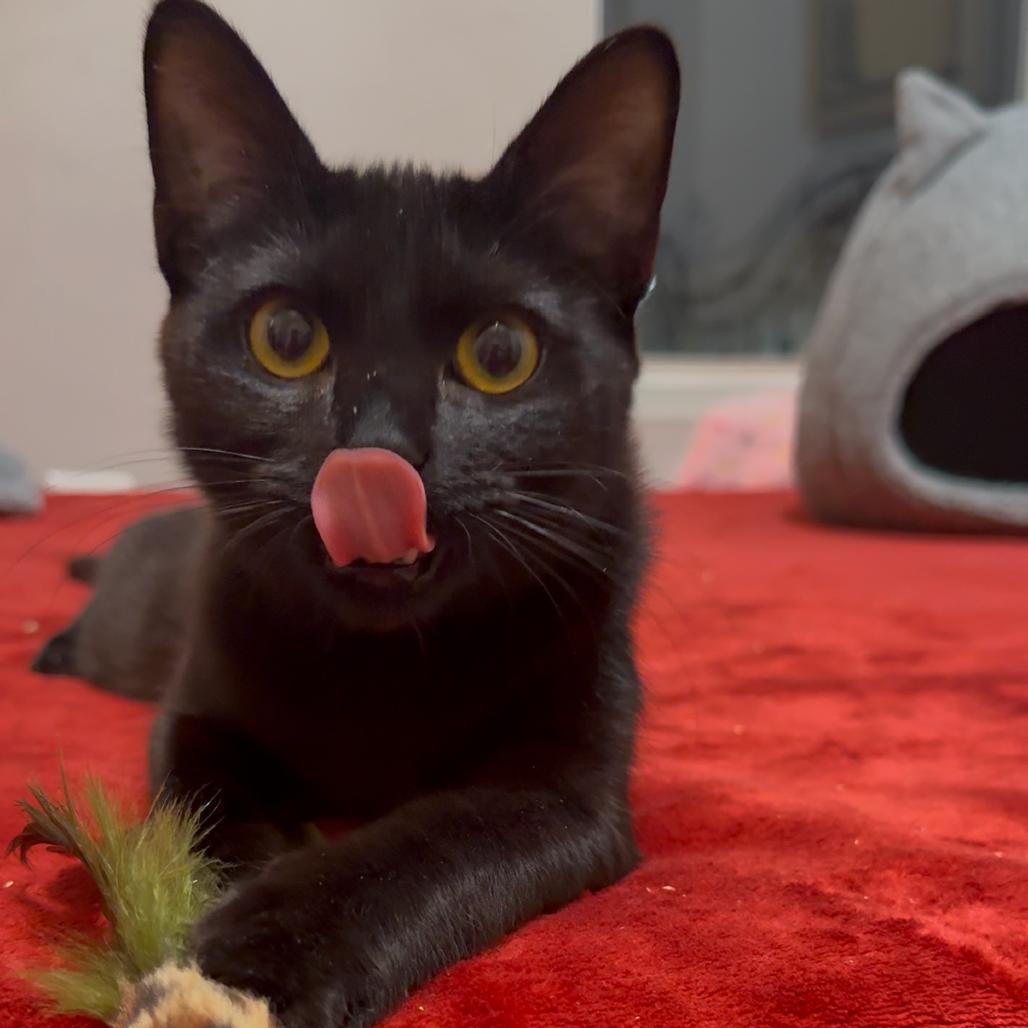 Enlarge Morticia (Bonded with Elvira), a Adoptable mixed breed in Reisterstown, MD image 5/6