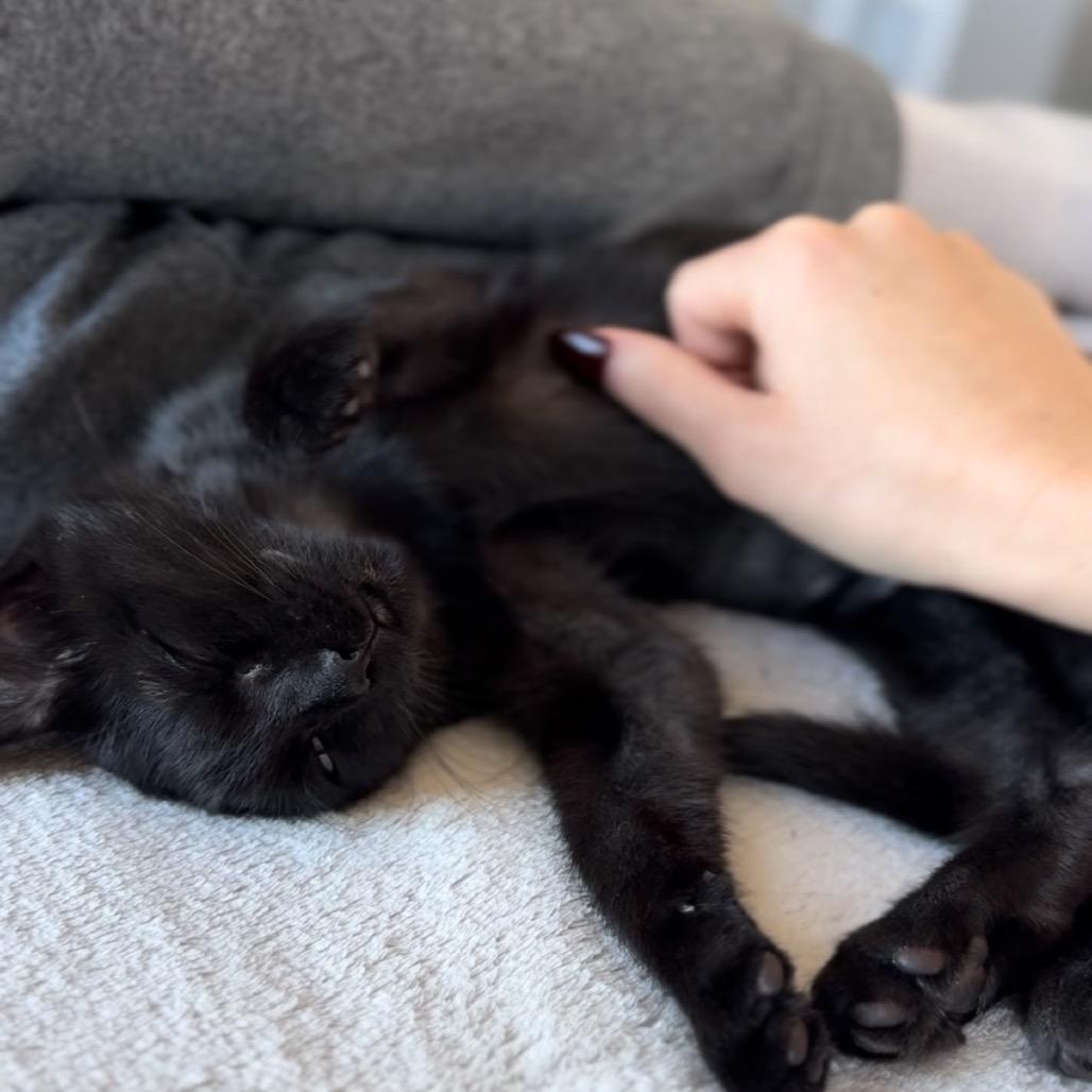 Enlarge Morticia (Bonded with Elvira), a Adoptable mixed breed in Reisterstown, MD image 6/6