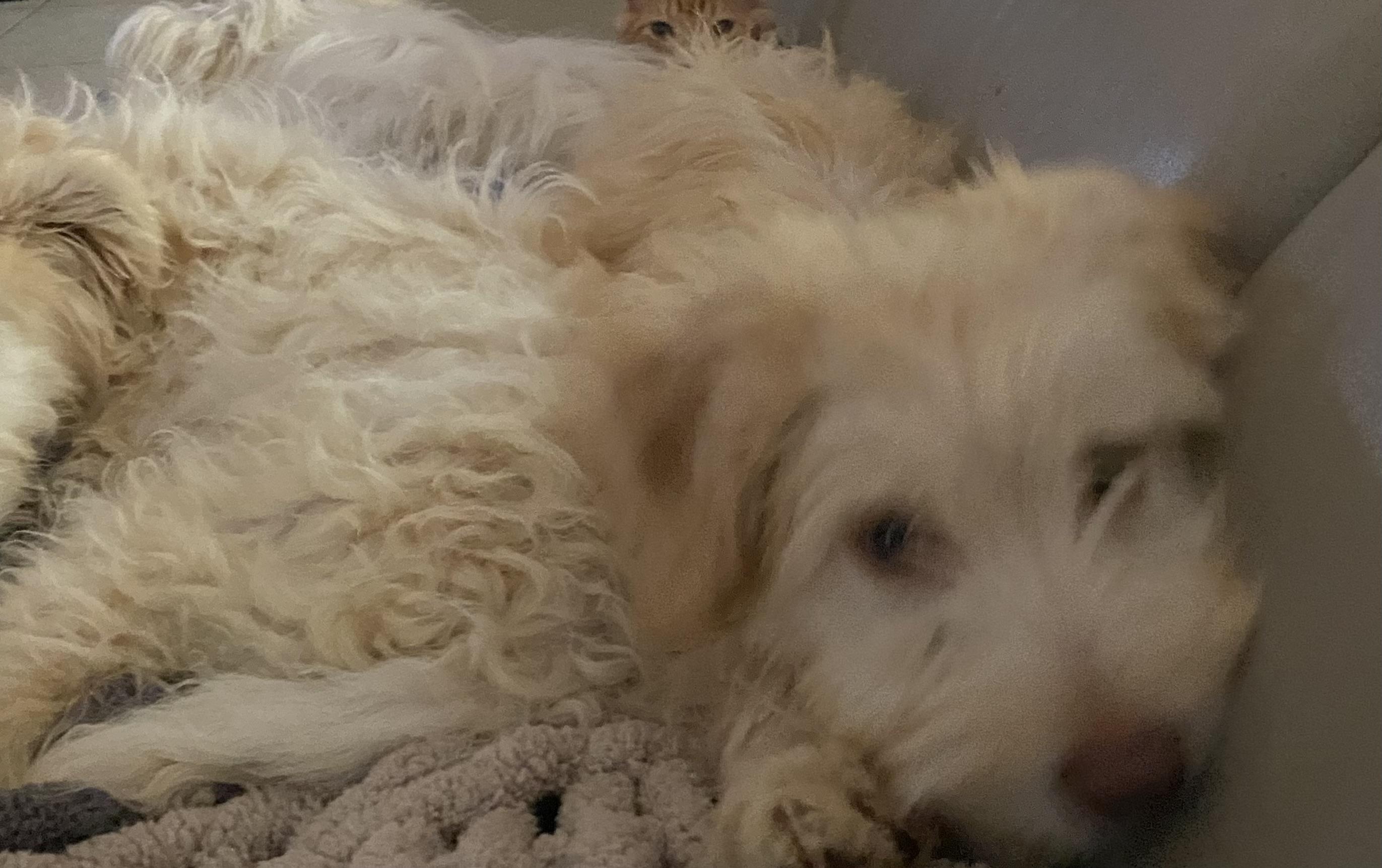Simba, an adoptable Goldendoodle, Havanese in Moreno Valley, CA, 92557 | Photo Image 1
