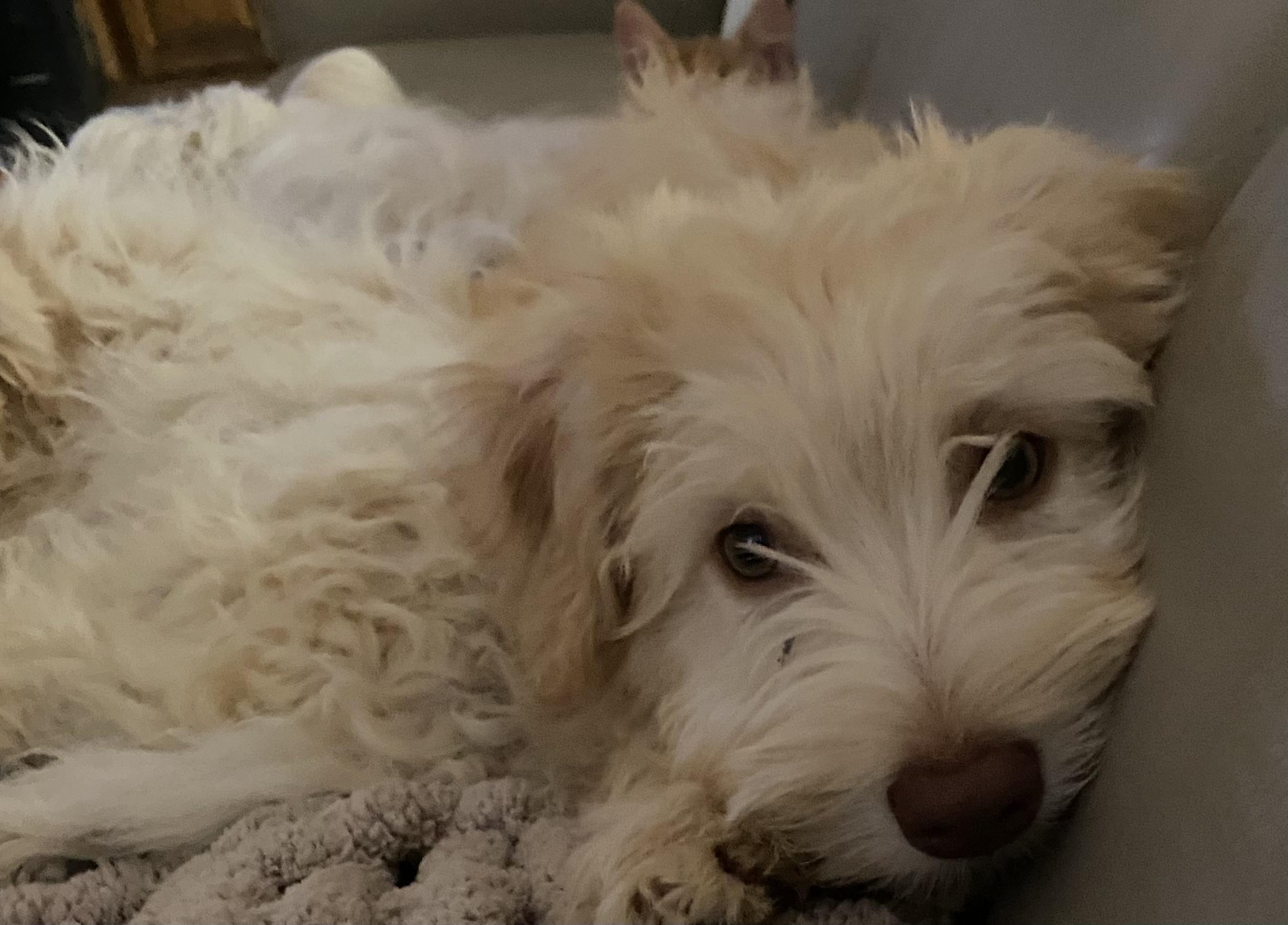 Simba, an adoptable Goldendoodle, Havanese in Moreno Valley, CA, 92557 | Photo Image 2
