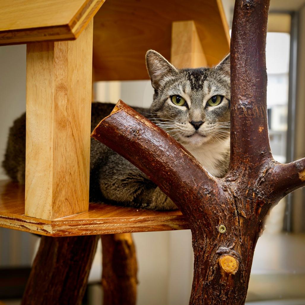 Luna, Adoptable, Adult Female Domestic Short Hair.