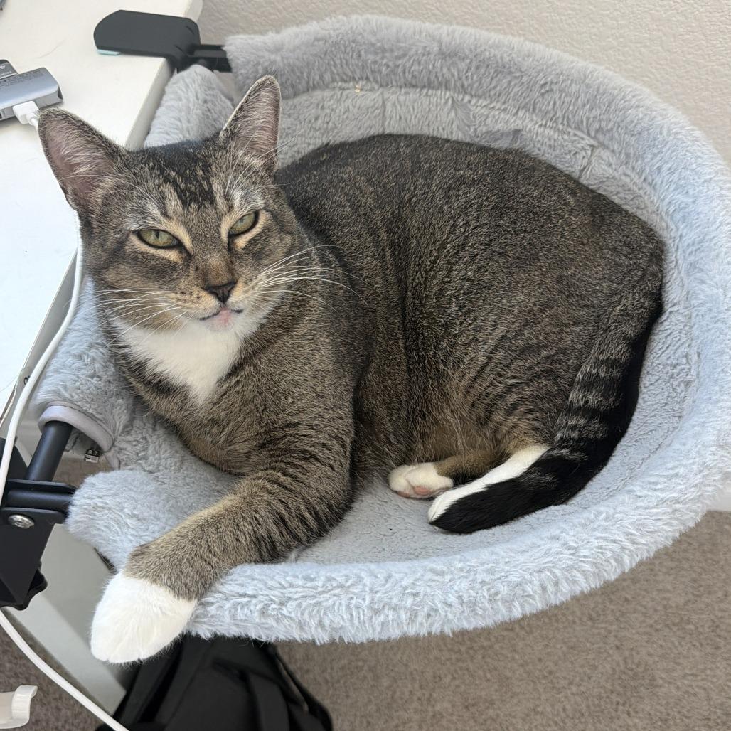 Luna, a Adoptable Domestic Short Hair in Las Vegas, NV image 2/3