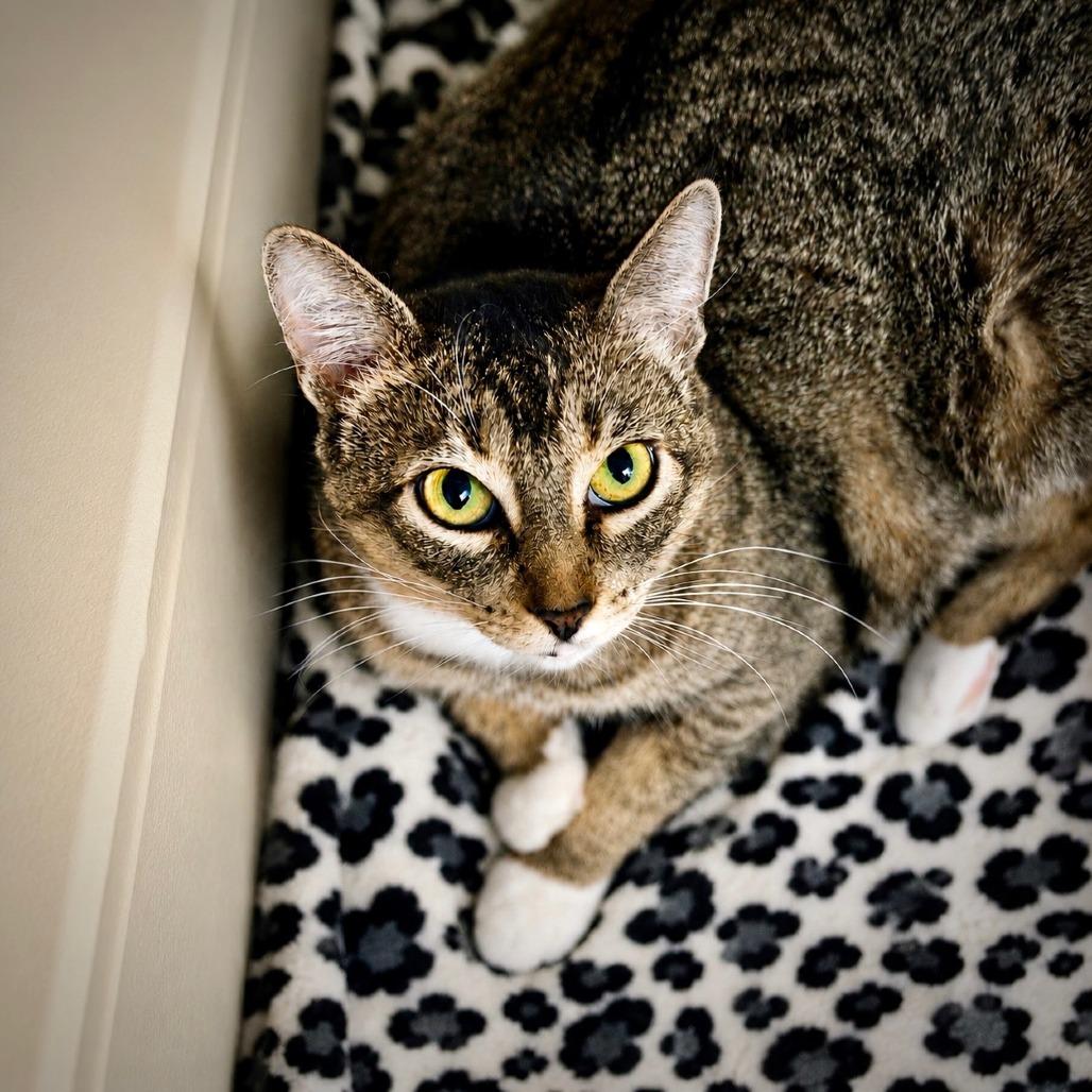 Luna, a Adoptable Domestic Short Hair in Las Vegas, NV image 3/3