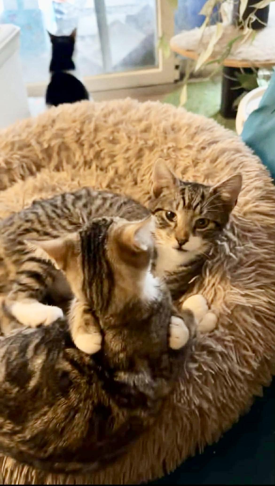 Enlarge Simba, a ADOPTABLE Tiger in Avondale, PA image 1/1