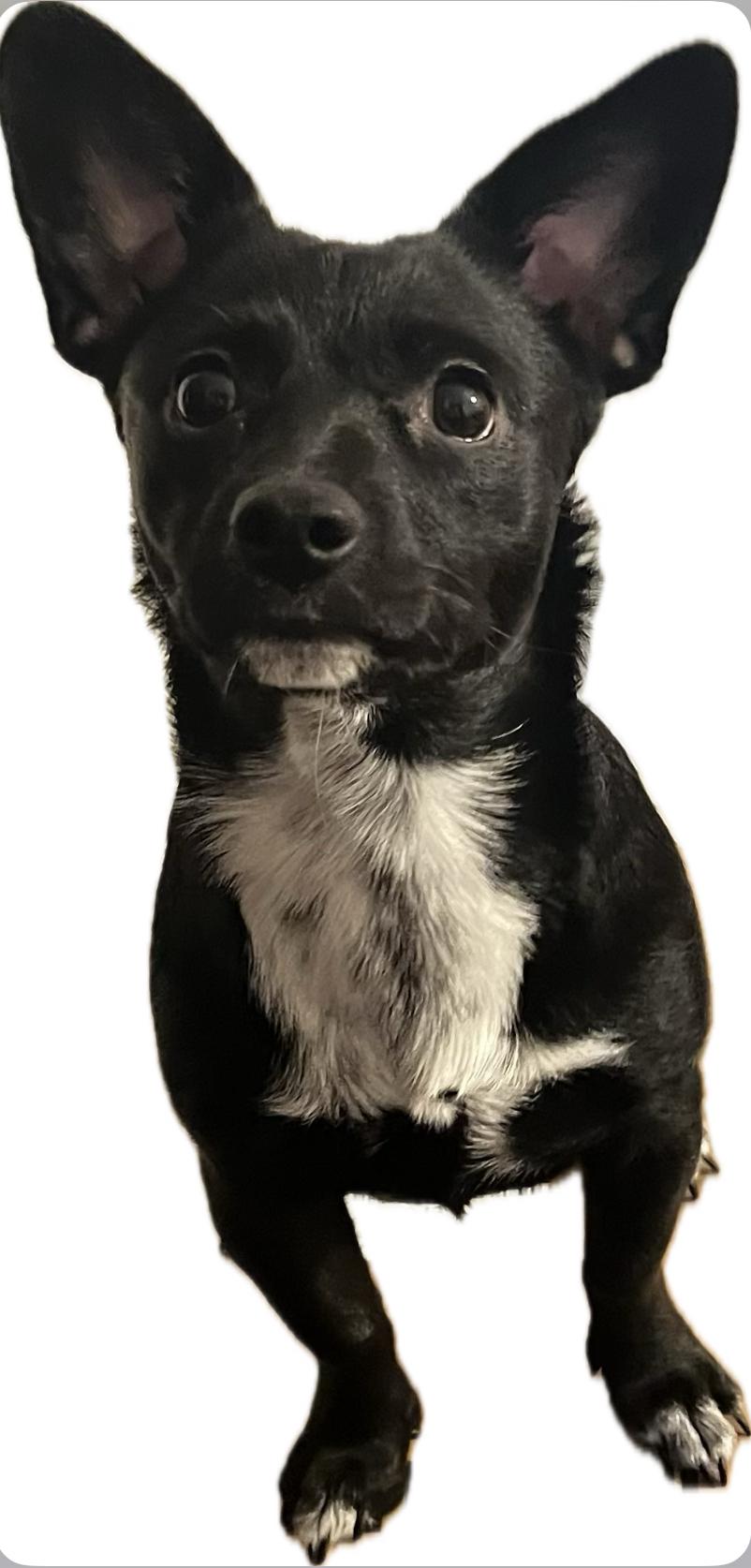 Tippy, a Adoptable mixed breed in Encino, CA image 3/4