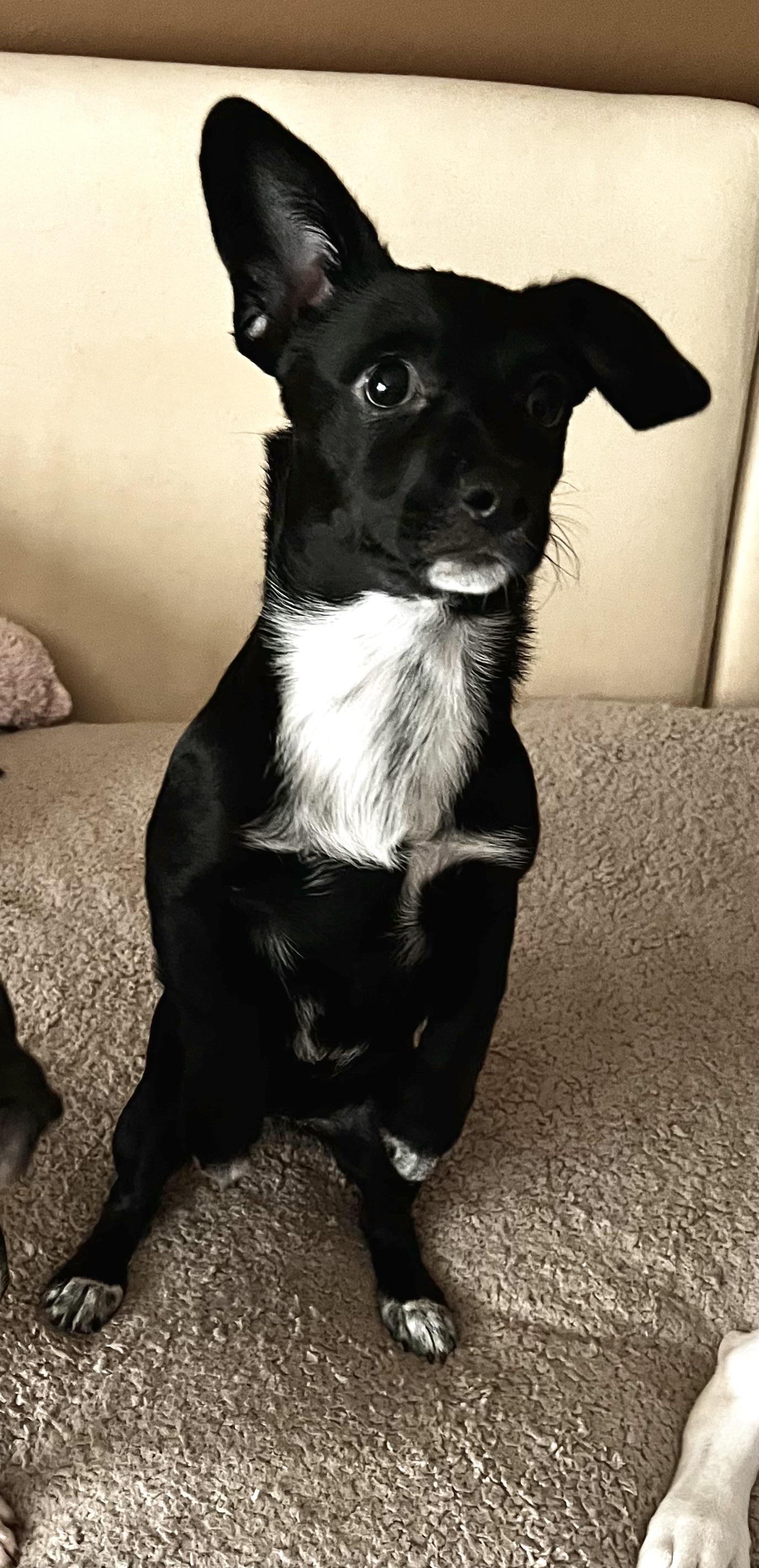 Tippy, a Adoptable mixed breed in Encino, CA image 1/4