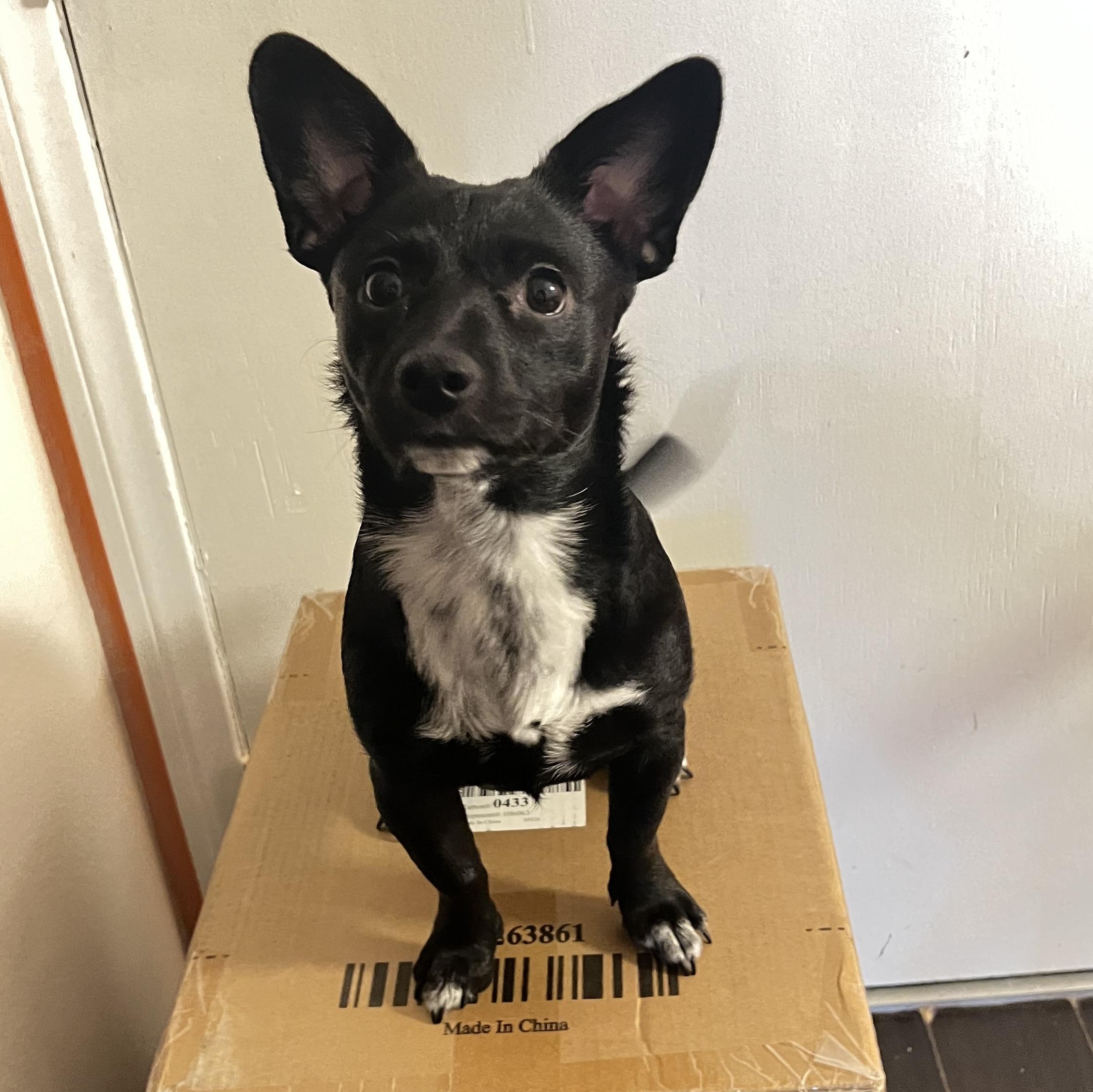 Tippy, a Adoptable mixed breed in Encino, CA image 2/4