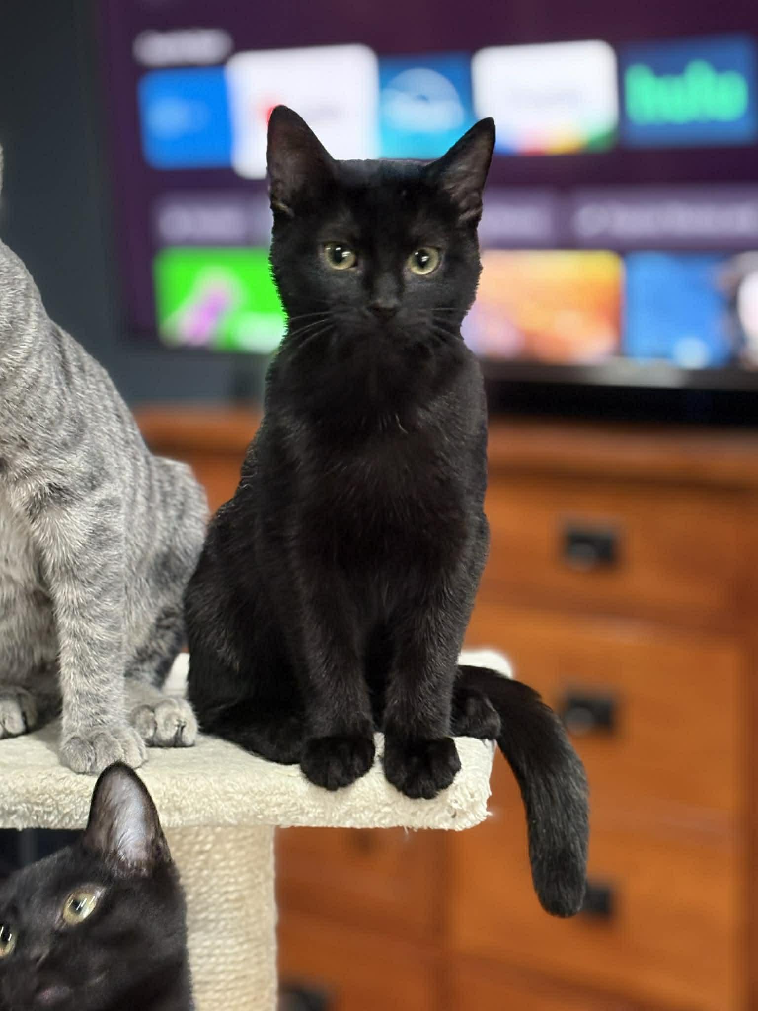 Opal (DW-Fostered in TN), a ADOPTABLE Domestic Short Hair in Brooklyn, CT image 5/6