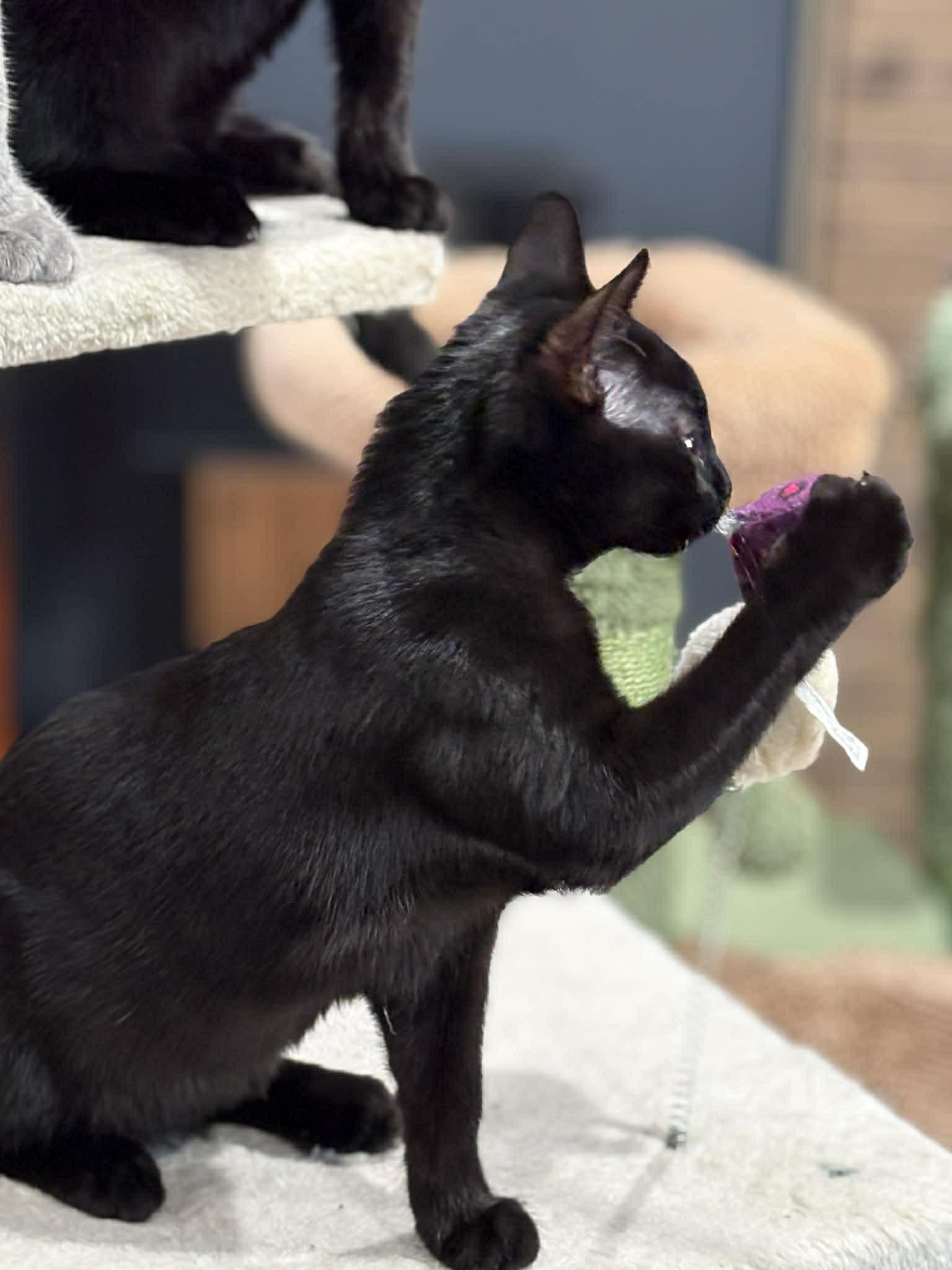 Opal (DW-Fostered in TN), a ADOPTABLE Domestic Short Hair in Brooklyn, CT image 6/6