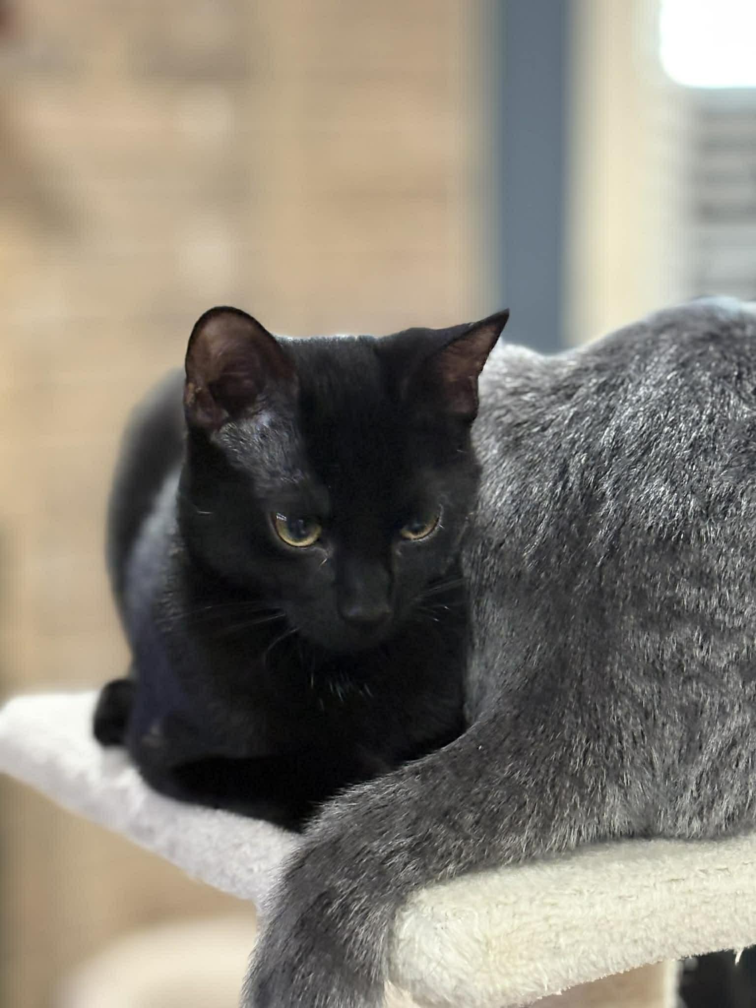 Opal (DW-Fostered in TN), a ADOPTABLE Domestic Short Hair in Brooklyn, CT image 4/6