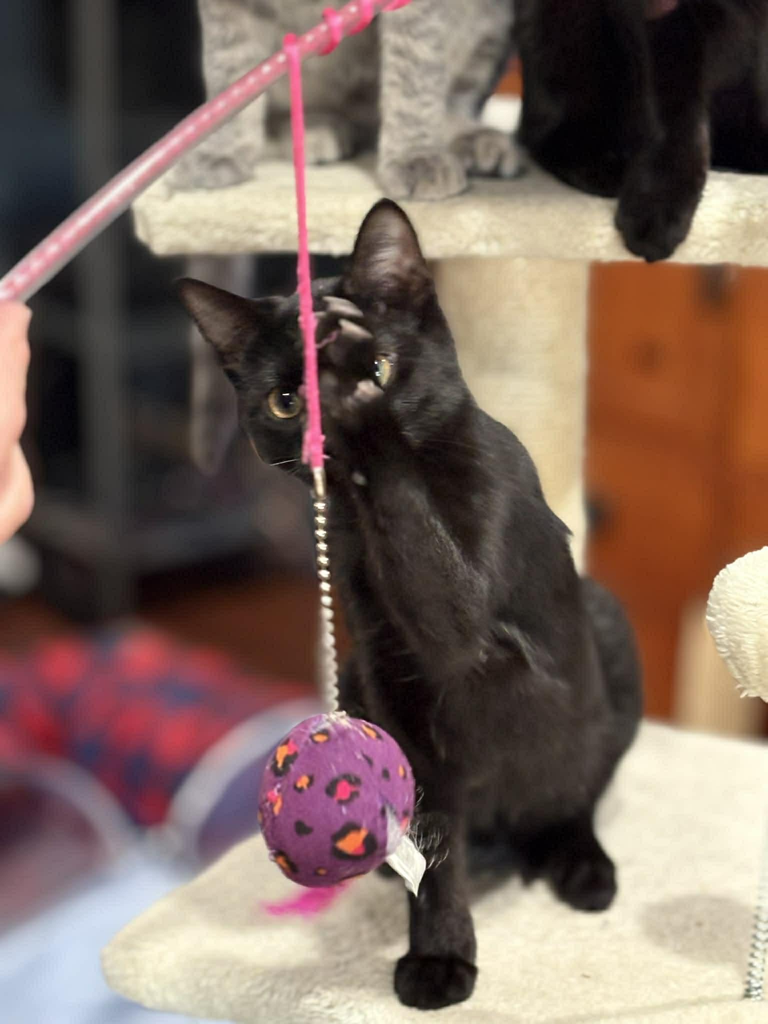 Opal (DW-Fostered in TN), a ADOPTABLE Domestic Short Hair in Brooklyn, CT image 3/6