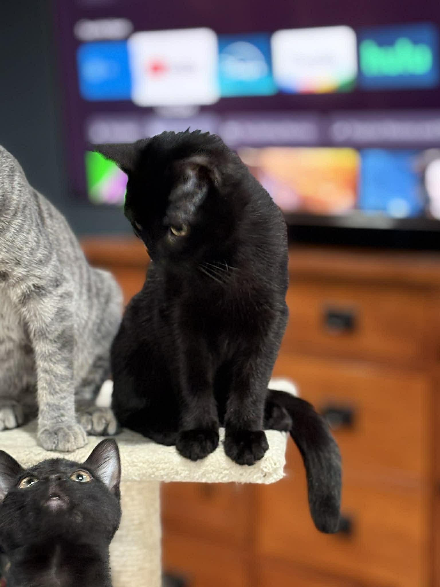 Opal (DW-Fostered in TN), a ADOPTABLE Domestic Short Hair in Brooklyn, CT image 2/6