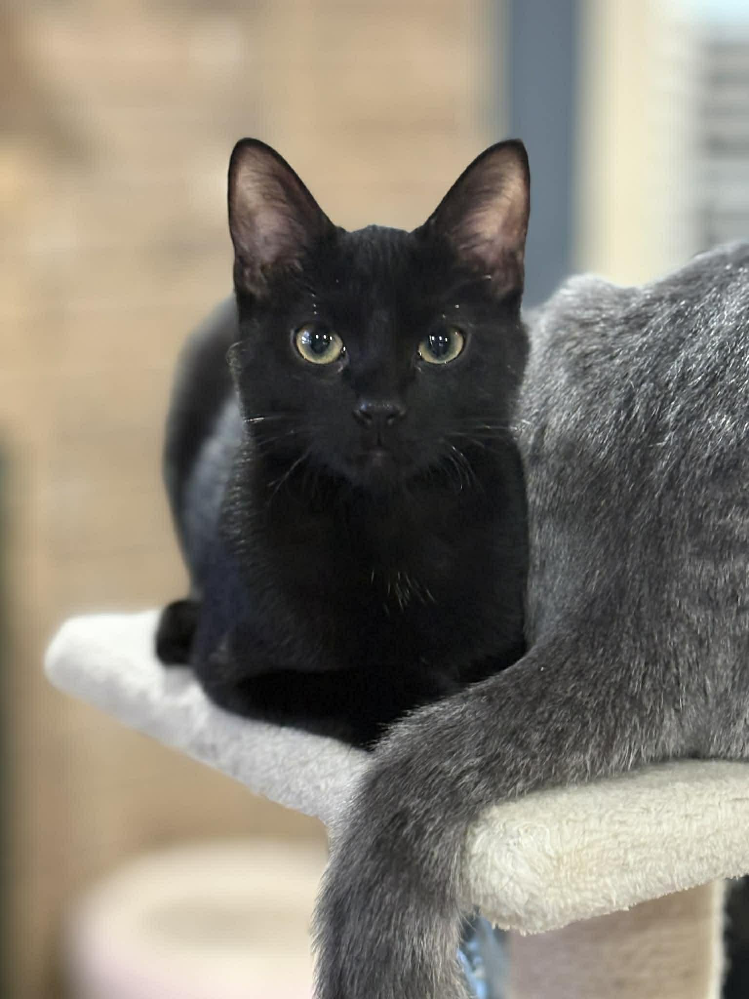 Opal (DW-Fostered in TN), a ADOPTABLE Domestic Short Hair in Brooklyn, CT image 1/6