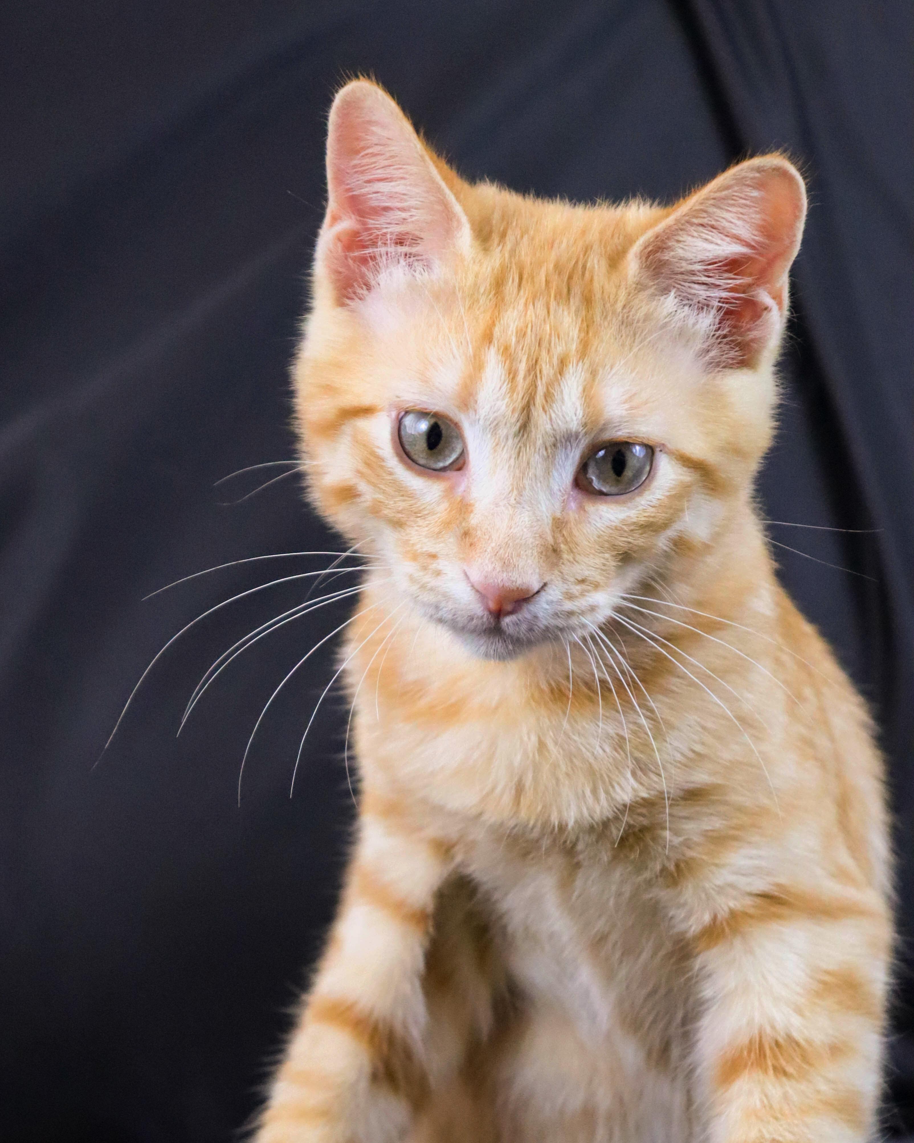 Faulkner thumbnail 4