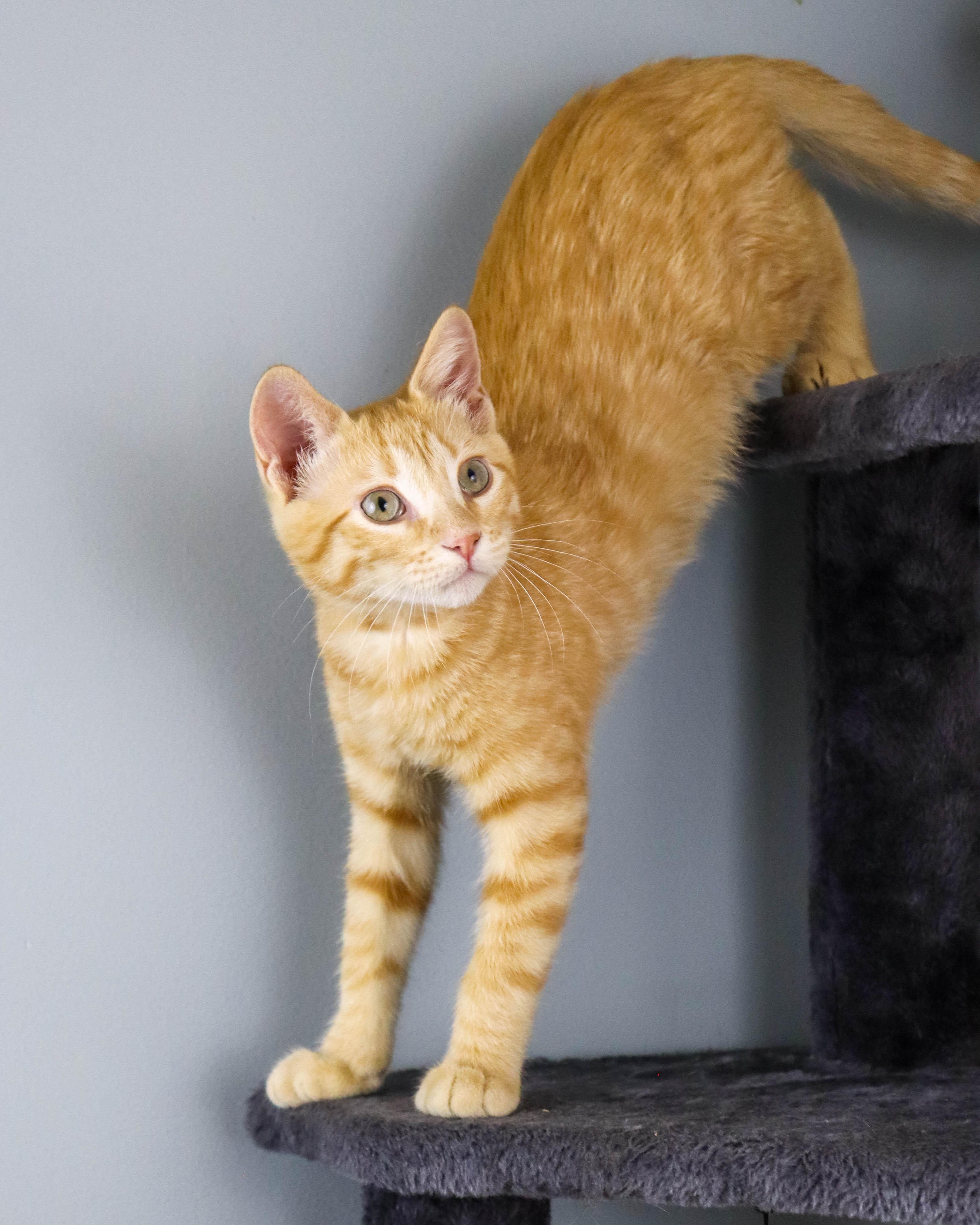 Faulkner thumbnail 5