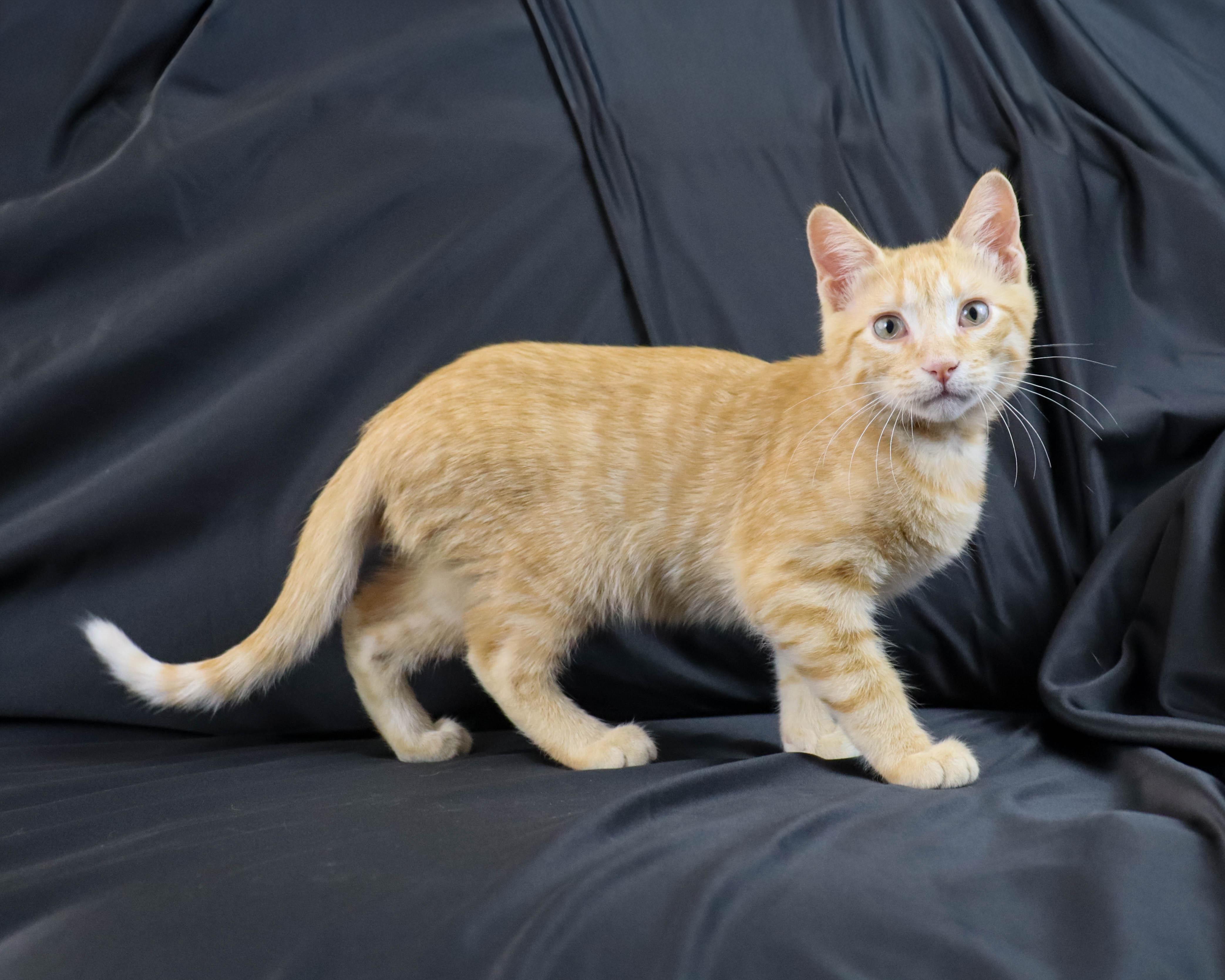 Faulkner thumbnail 2