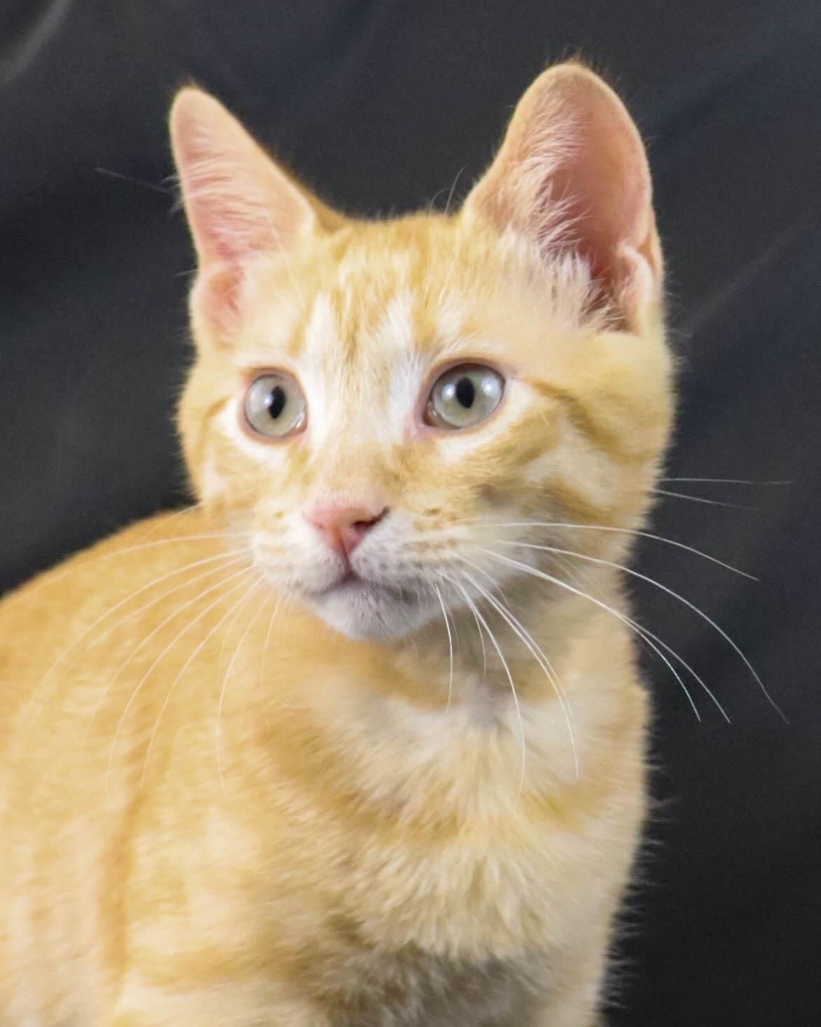 Faulkner thumbnail 3