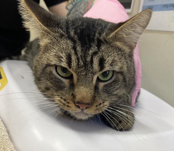 Sourdough, Adoptable, Adult Male Domestic Short Hair.