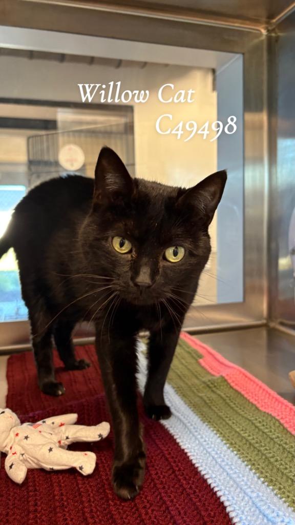 Enlarge Willow Cat, a Adoptable mixed breed in Clarksville, TN image 1/2