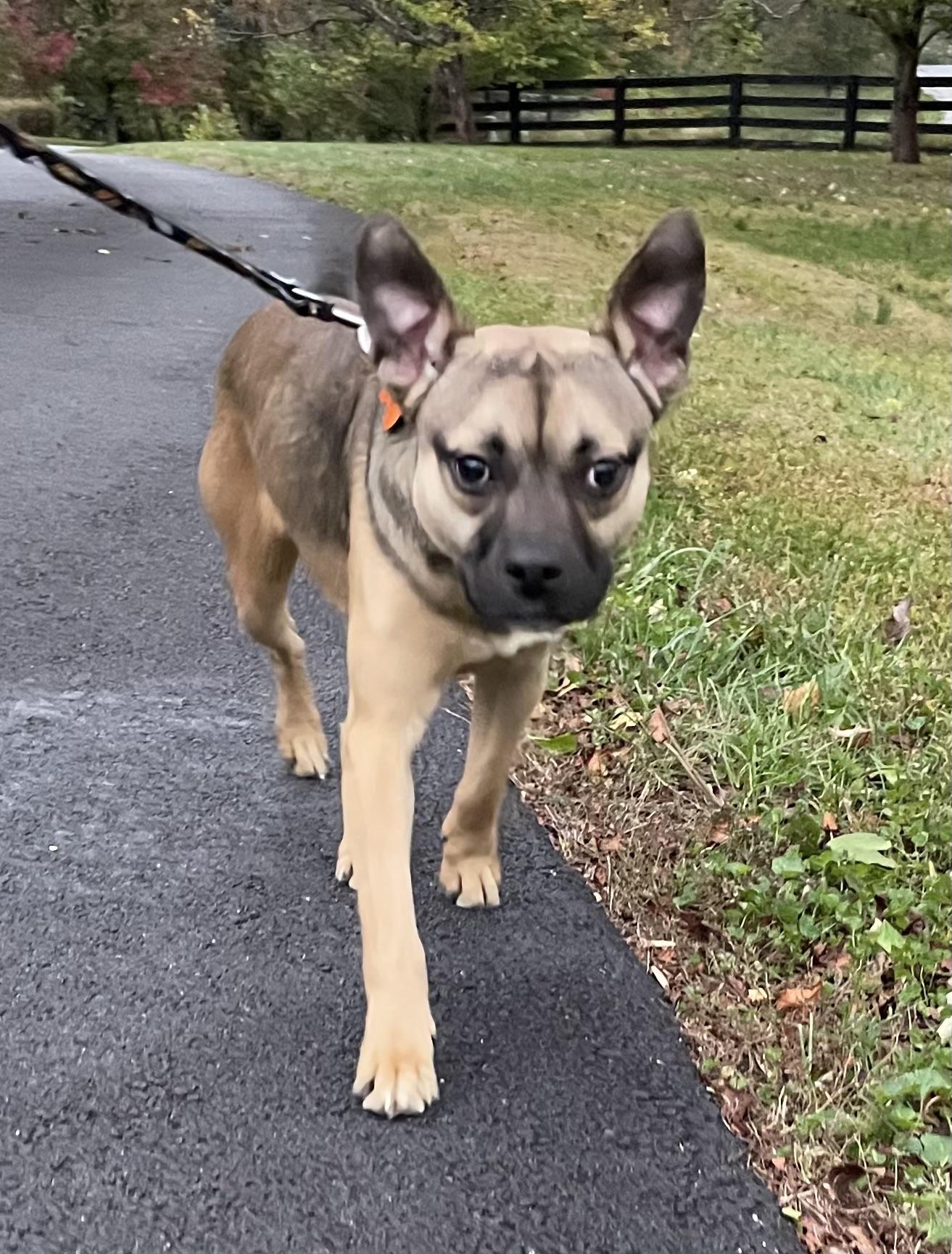 Bugsy, an adoptable Puggle, Boston Terrier in Leesburg, VA, 20178 | Photo Image 2