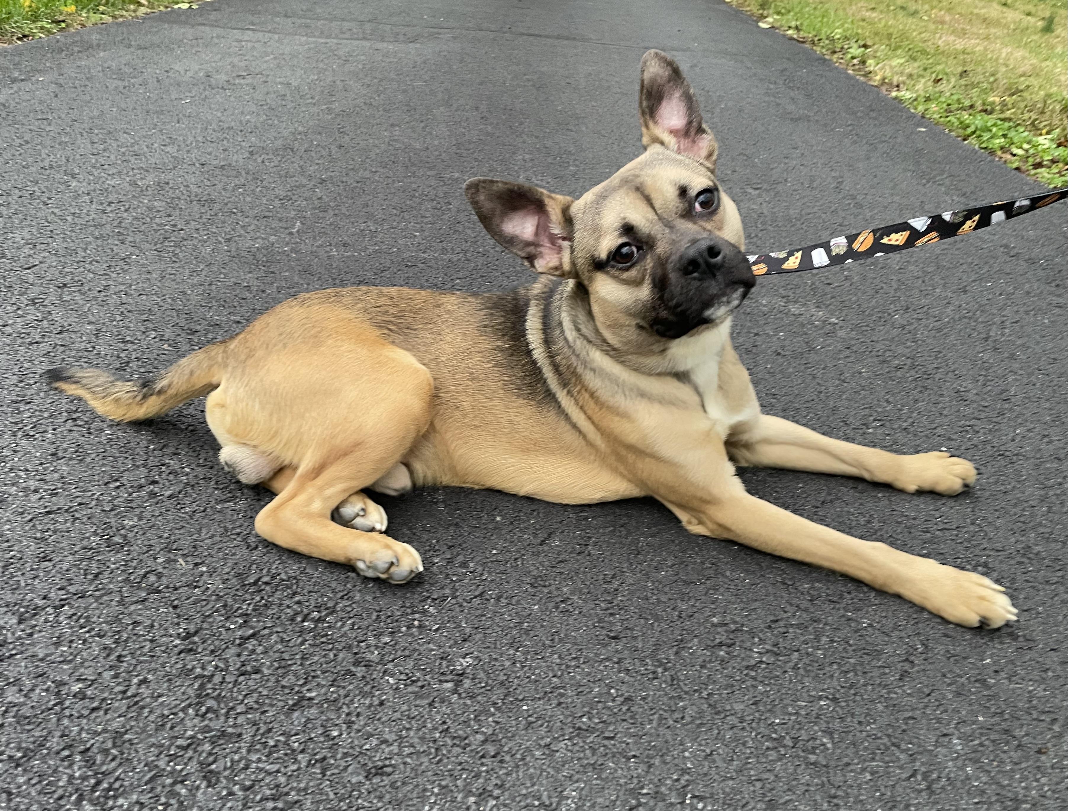 Bugsy, adopted, Adult Male Puggle & Boston Terrier.