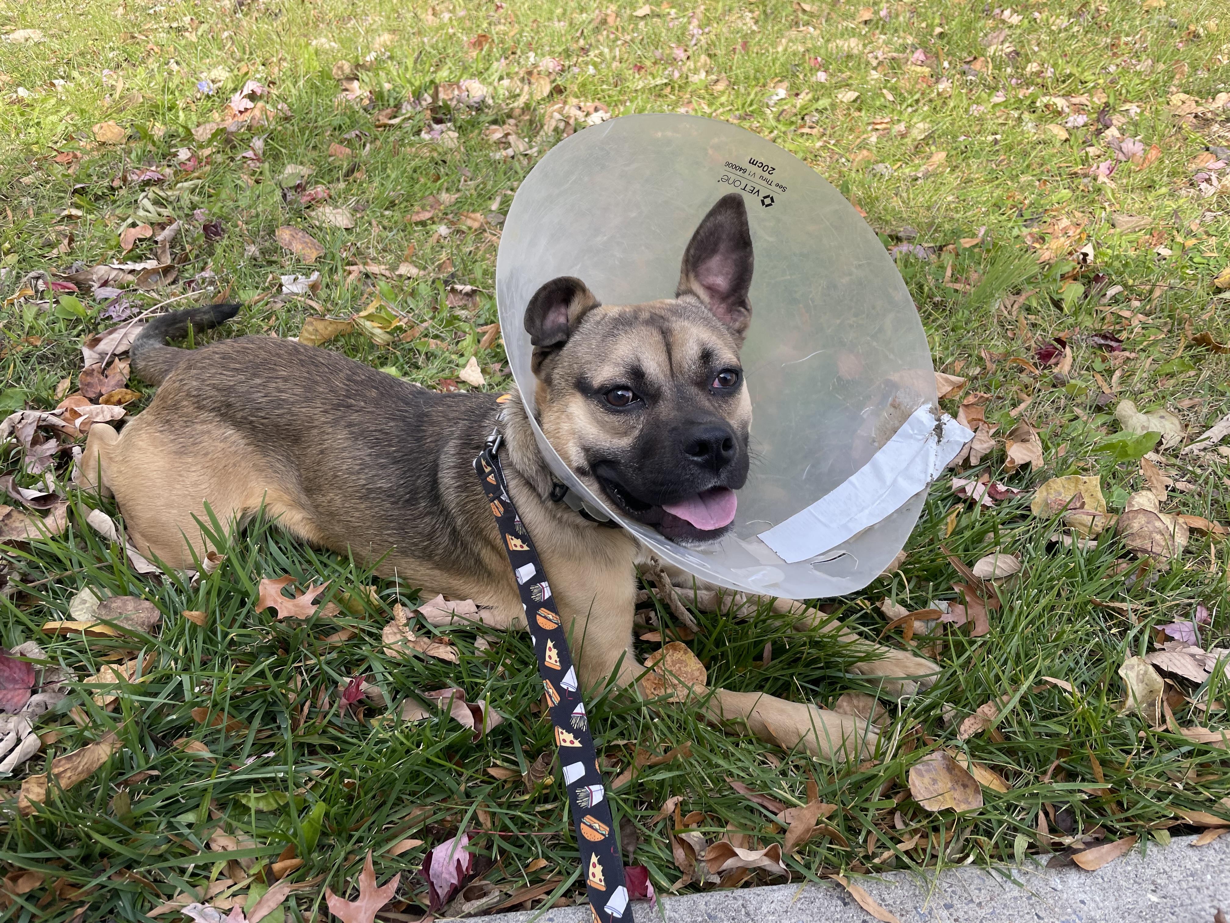 Bugsy, an adoptable Puggle, Boston Terrier in Leesburg, VA, 20178 | Photo Image 4