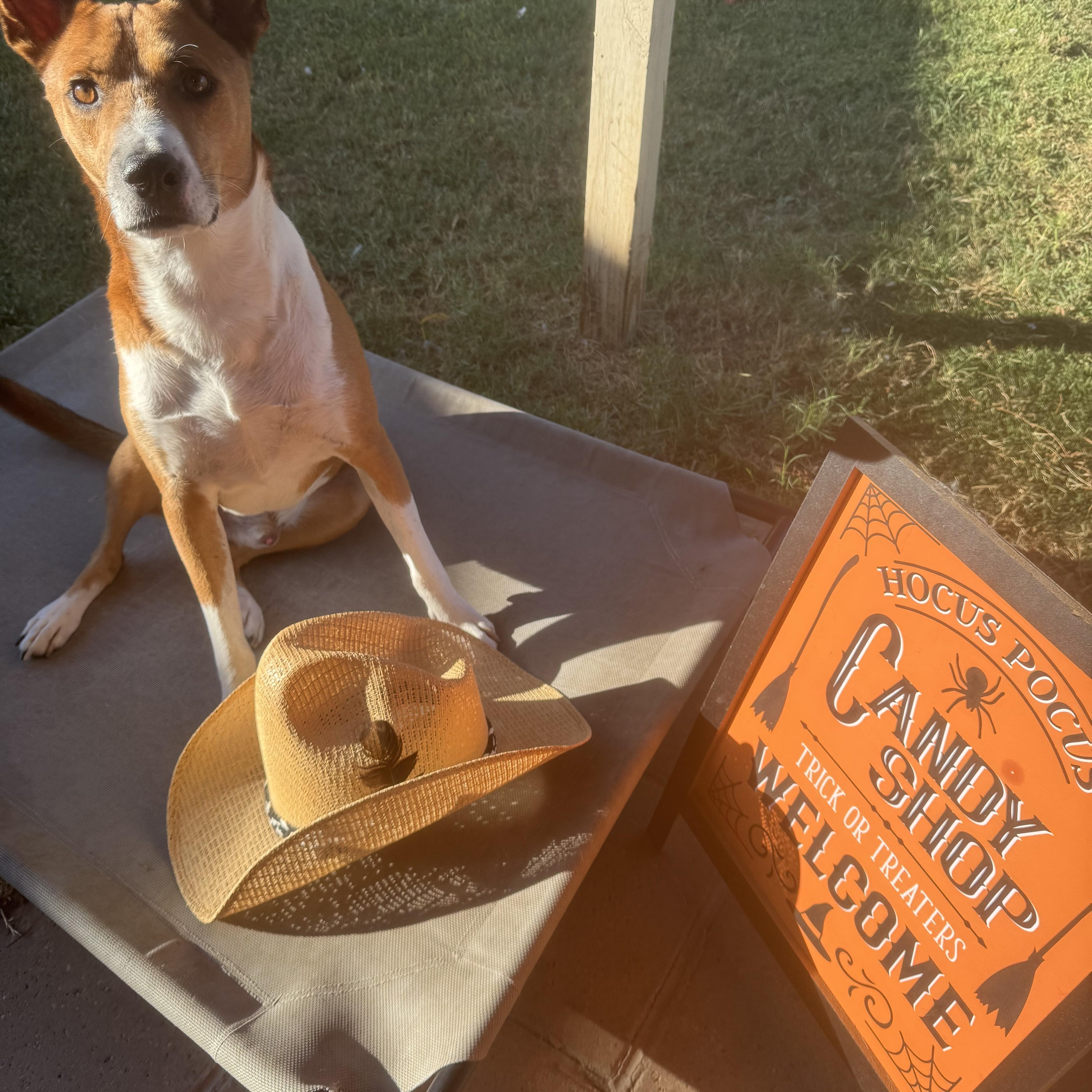 Enlarge Cooper, a Adoptable mixed breed in Hunting Valley, OH image 3/6