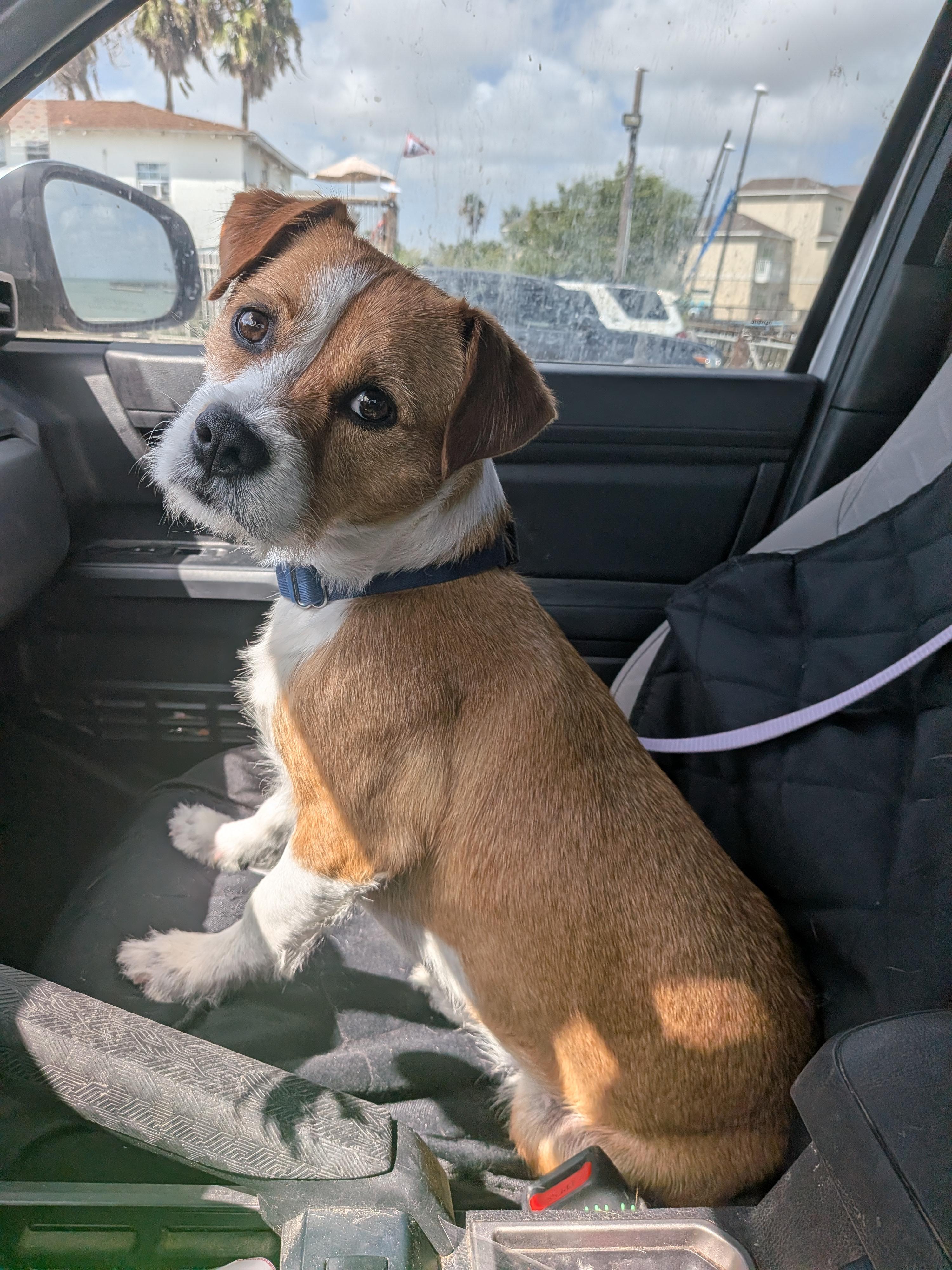 Enlarge Bart, a Adoptable mixed breed in Short Hills, NJ image 1/6