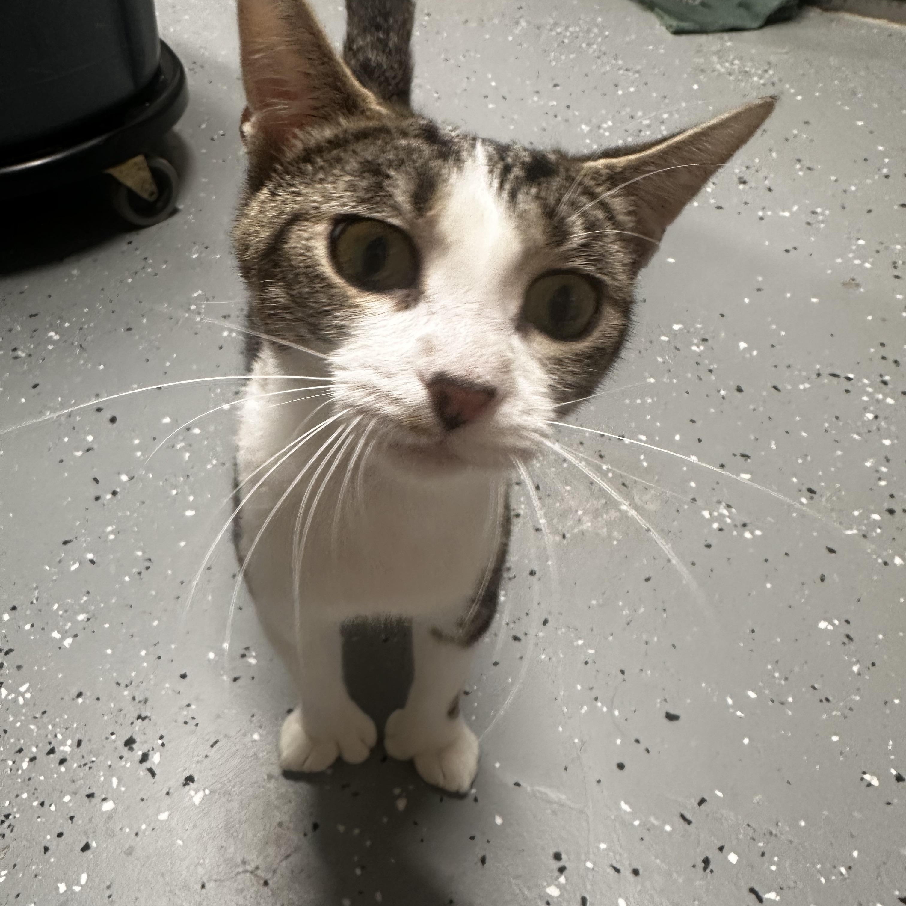 Enlarge Saffron, an adopted Domestic Short Hair in North East, MD image 3/4