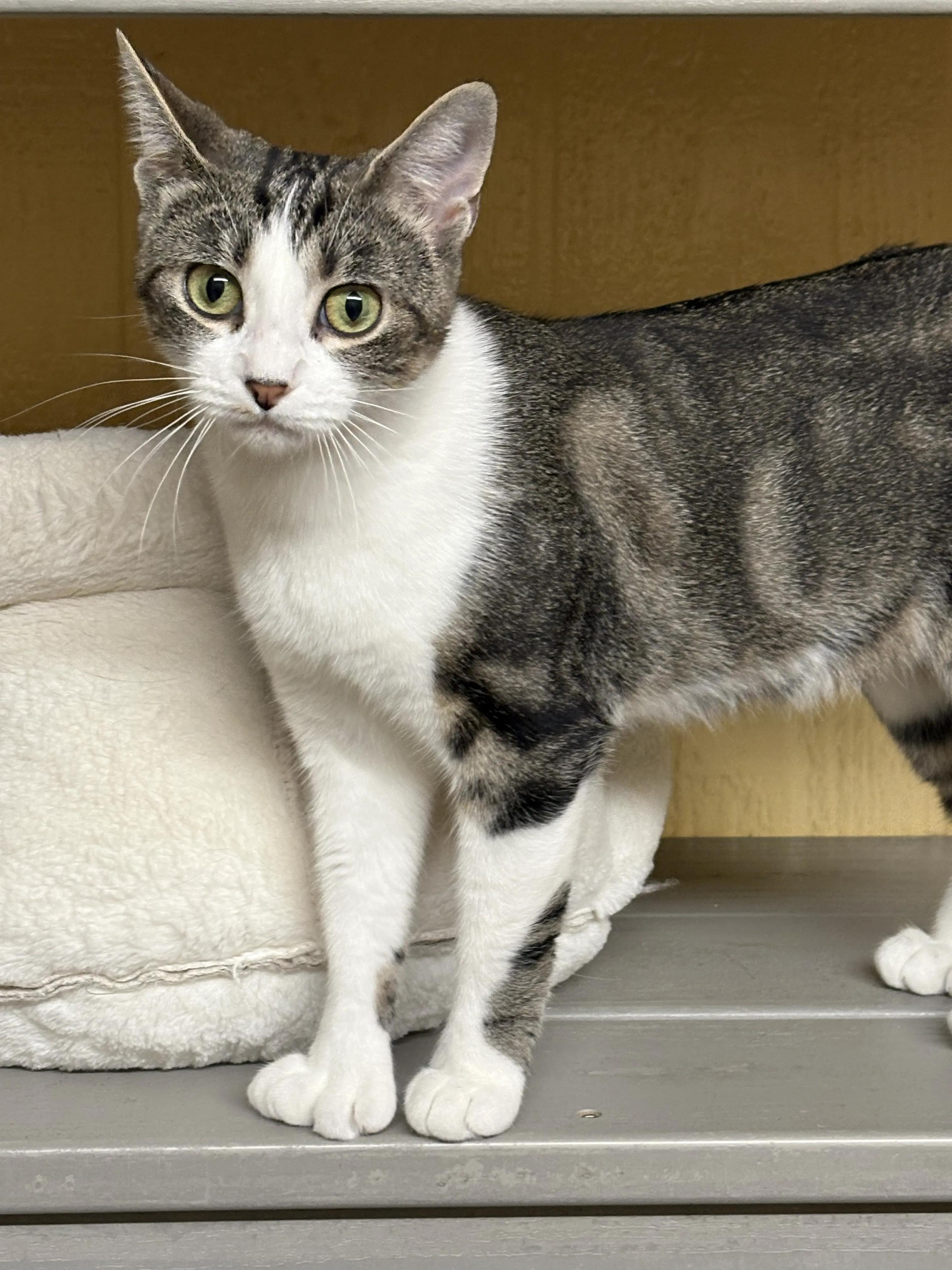 Enlarge Saffron, an adopted Domestic Short Hair in North East, MD image 4/4