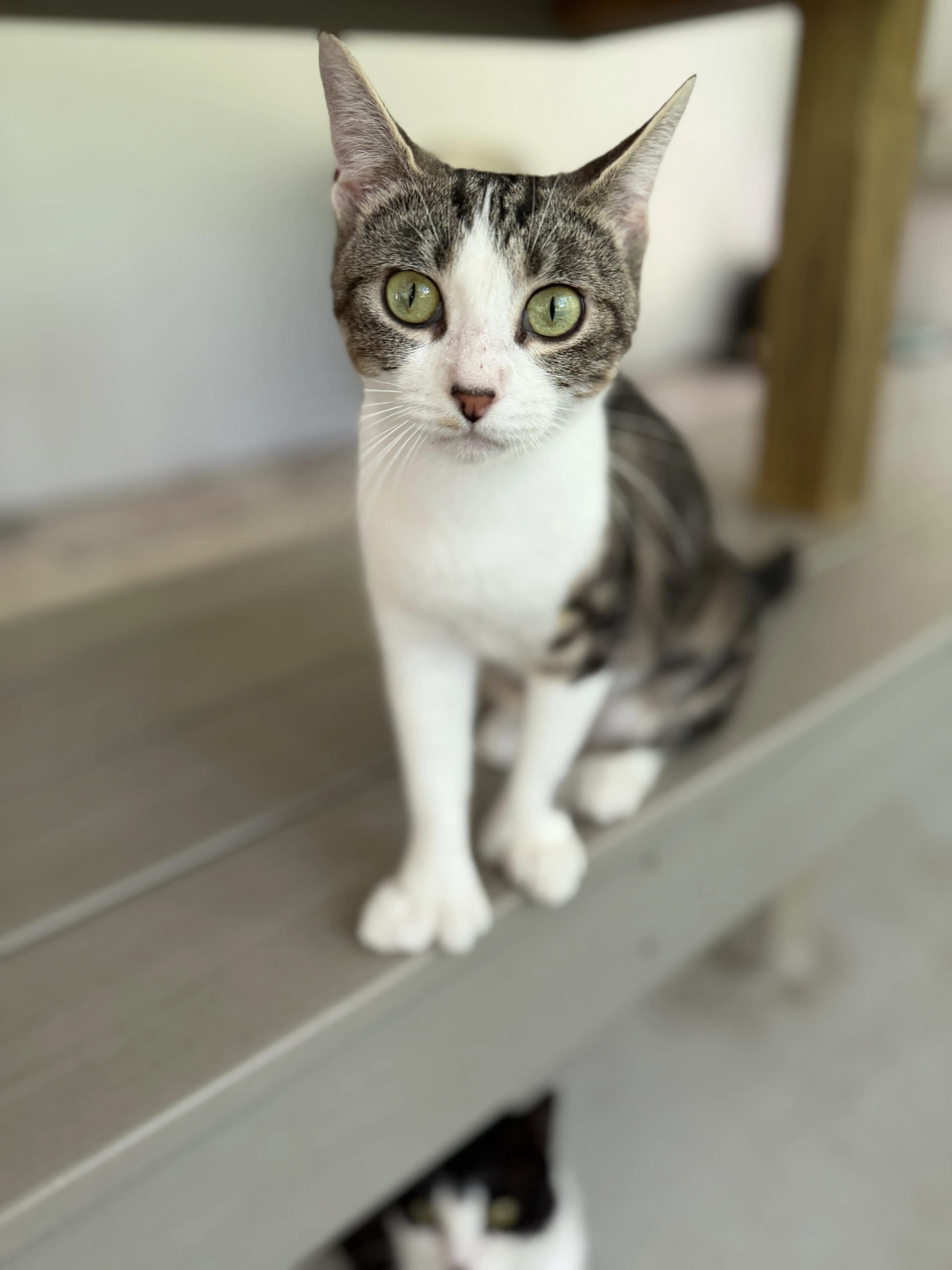 Enlarge Saffron, an adopted Domestic Short Hair in North East, MD image 2/4