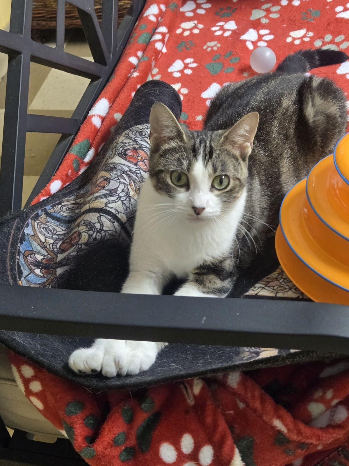 Enlarge Saffron, an adopted Domestic Short Hair in North East, MD image 1/4