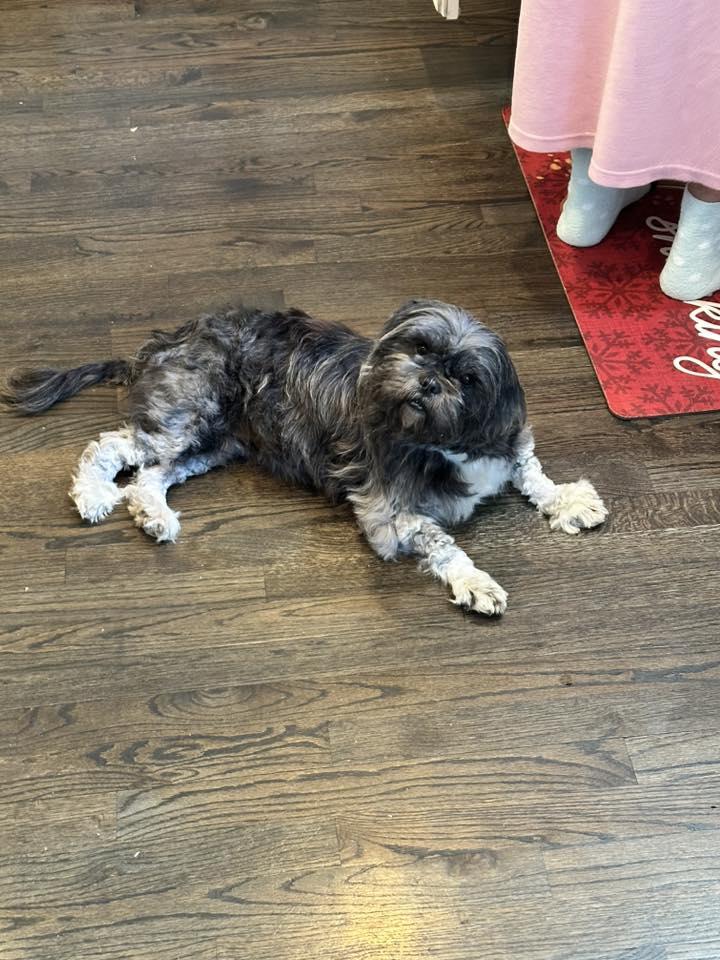 Enlarge Elsa (one of the 19 rescued), a Adoptable Shih Tzu in Matthews, NC image 1/5