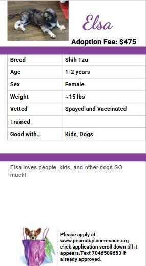 Enlarge Elsa (one of the 19 rescued), a Adoptable Shih Tzu in Matthews, NC image 6/6