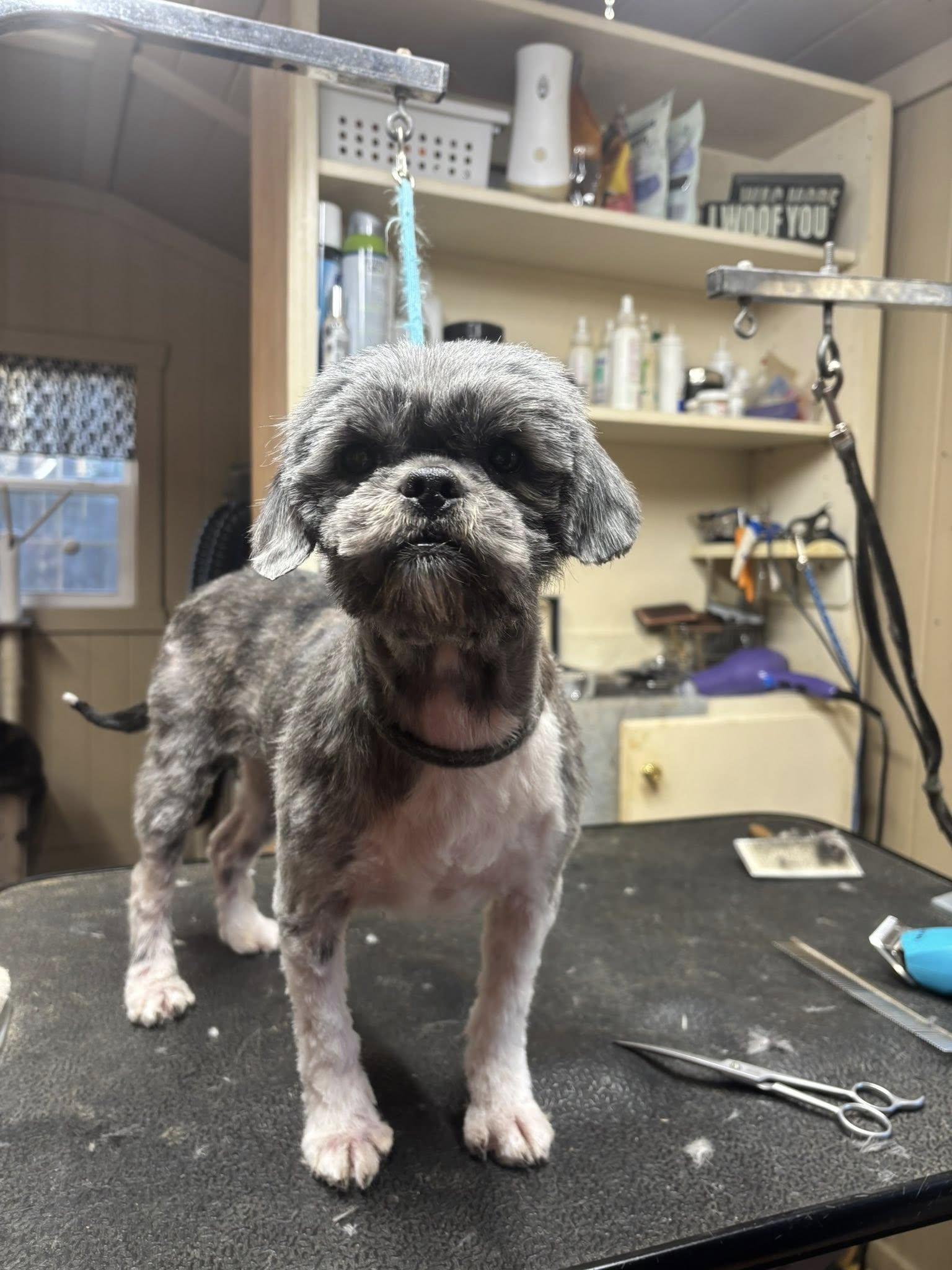 Enlarge Elsa (one of the 19 rescued), a Adoptable Shih Tzu in Matthews, NC image 3/5