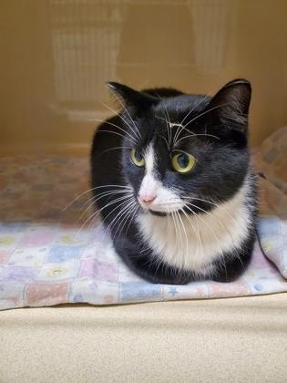 Eowyn, Adoptable, Kitten Female Domestic Short Hair & Domestic Short Hair.