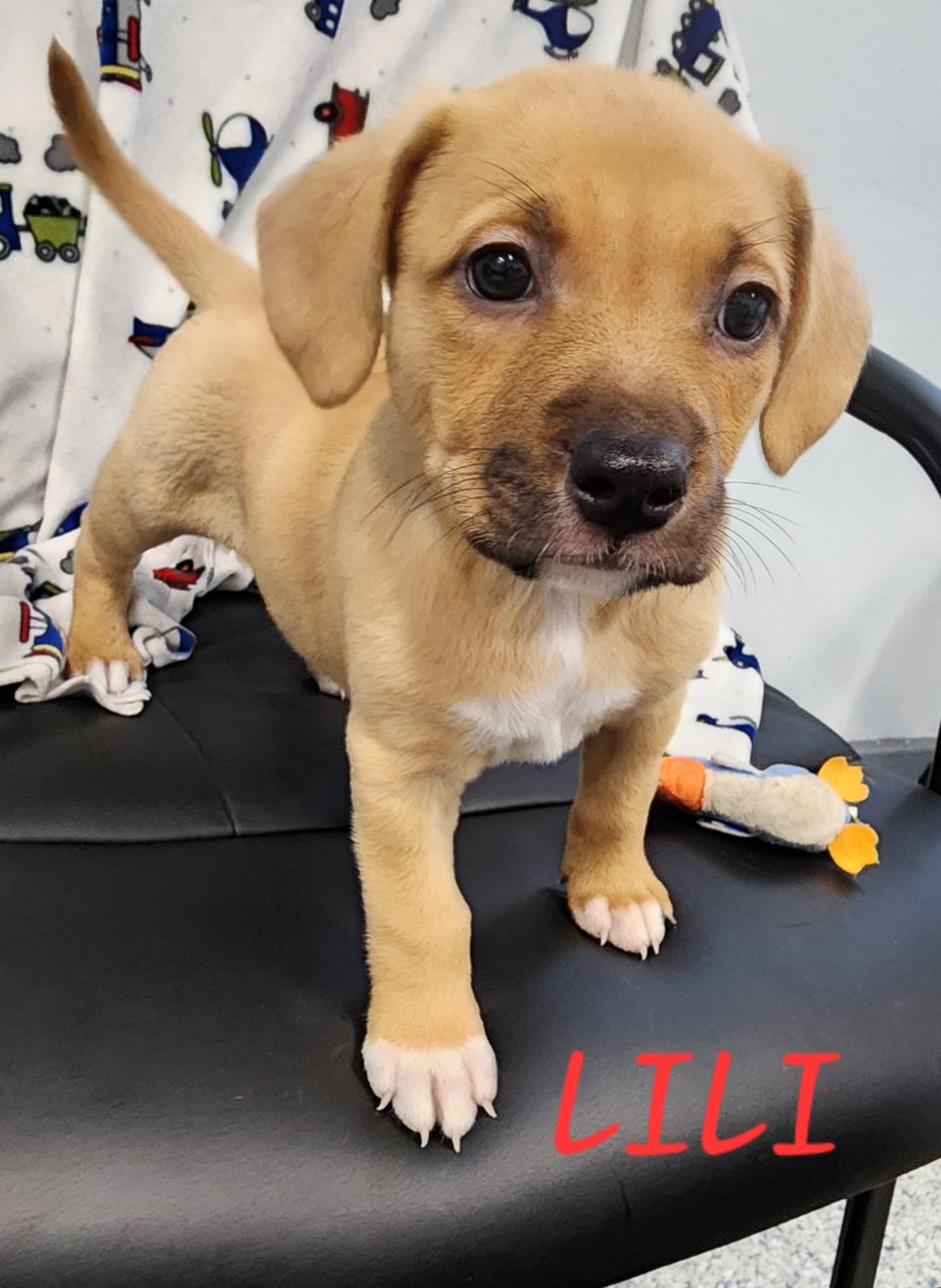 LiLi, Baby Female Shepherd