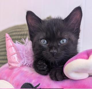 Enlarge Ciara, an adopted Domestic Short Hair in Whispering Pines, NC image 2/5