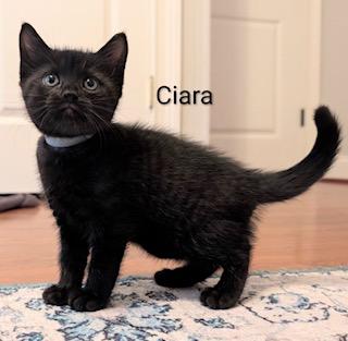 Enlarge Ciara, an adopted Domestic Short Hair in Whispering Pines, NC image 5/5