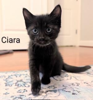 Enlarge Ciara, an adopted Domestic Short Hair in Whispering Pines, NC image 4/5
