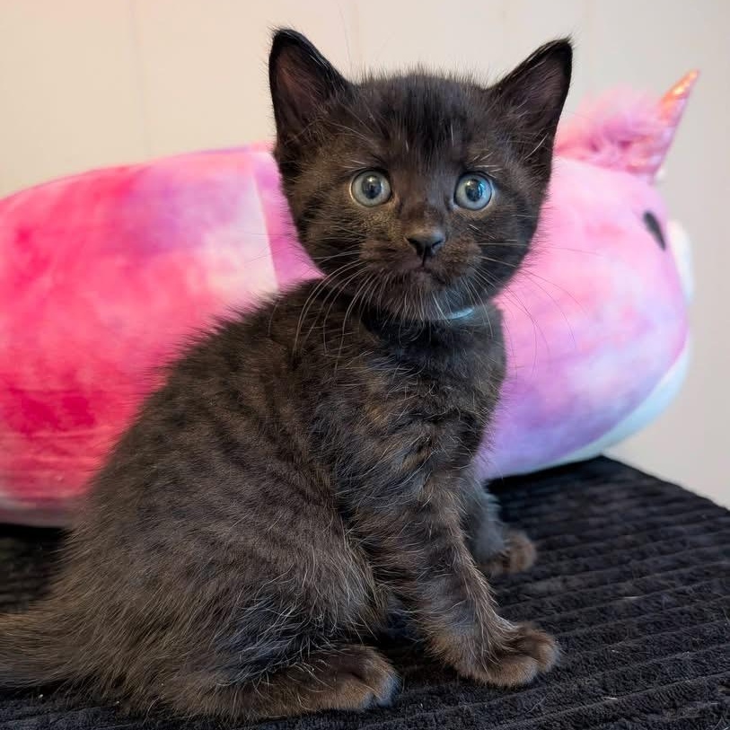 Enlarge Ciara, an adopted Domestic Short Hair in Whispering Pines, NC image 1/5