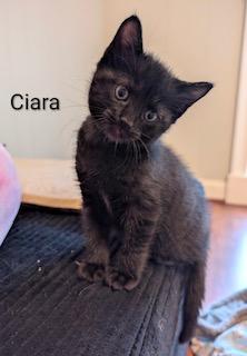 Enlarge Ciara, an adopted Domestic Short Hair in Whispering Pines, NC image 3/5