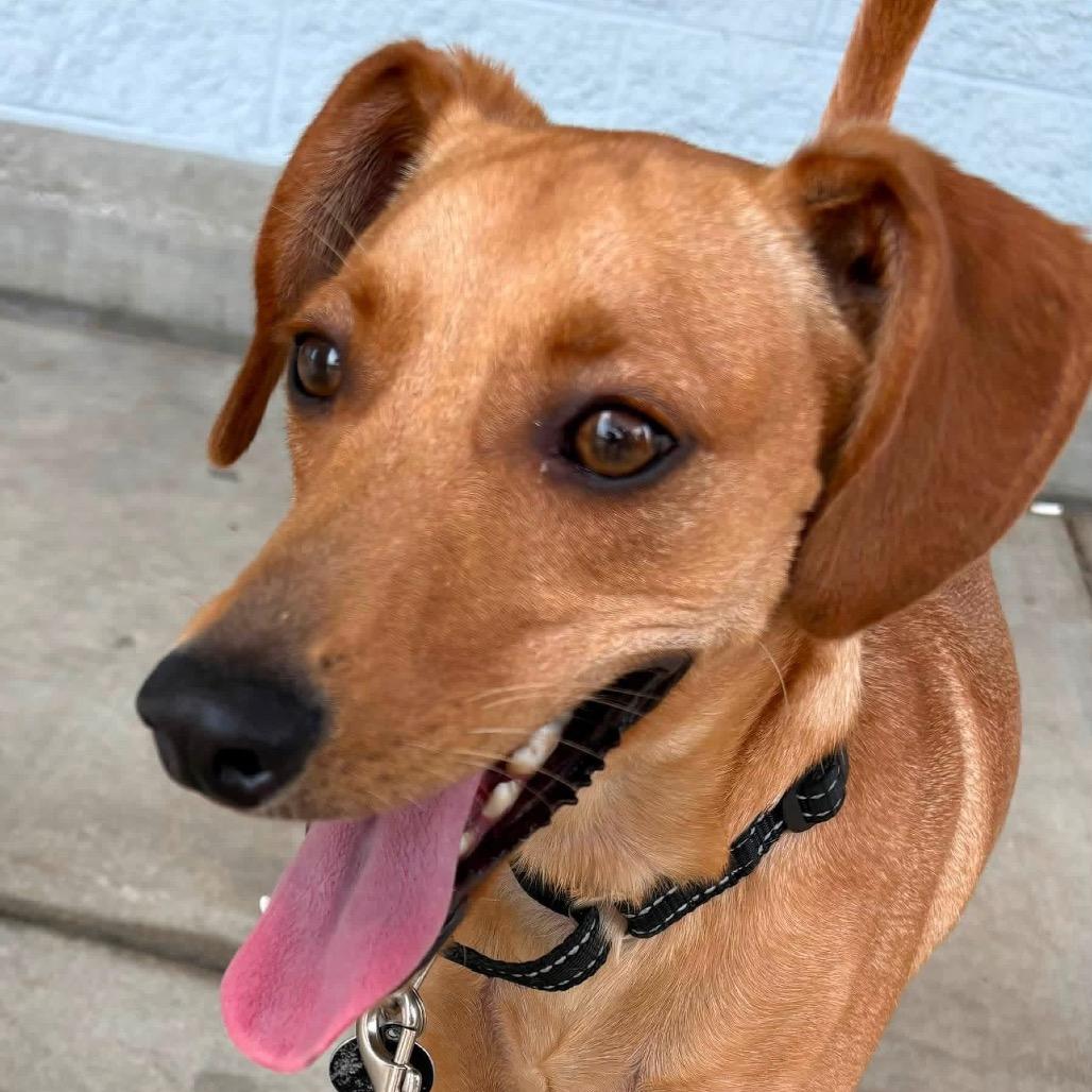 Anzu, Adoptable, Young Male Mixed Breed.