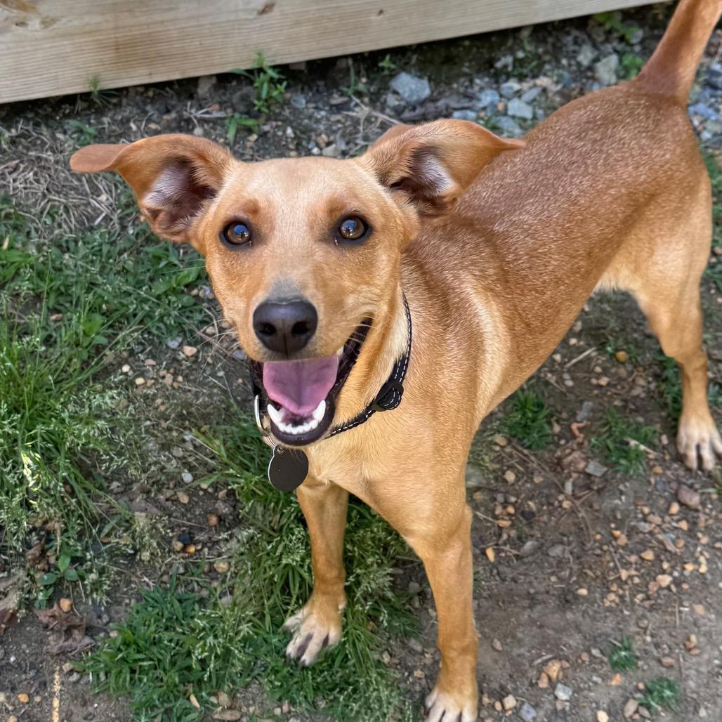 Anzu, Adoptable, Young Male Mixed Breed.